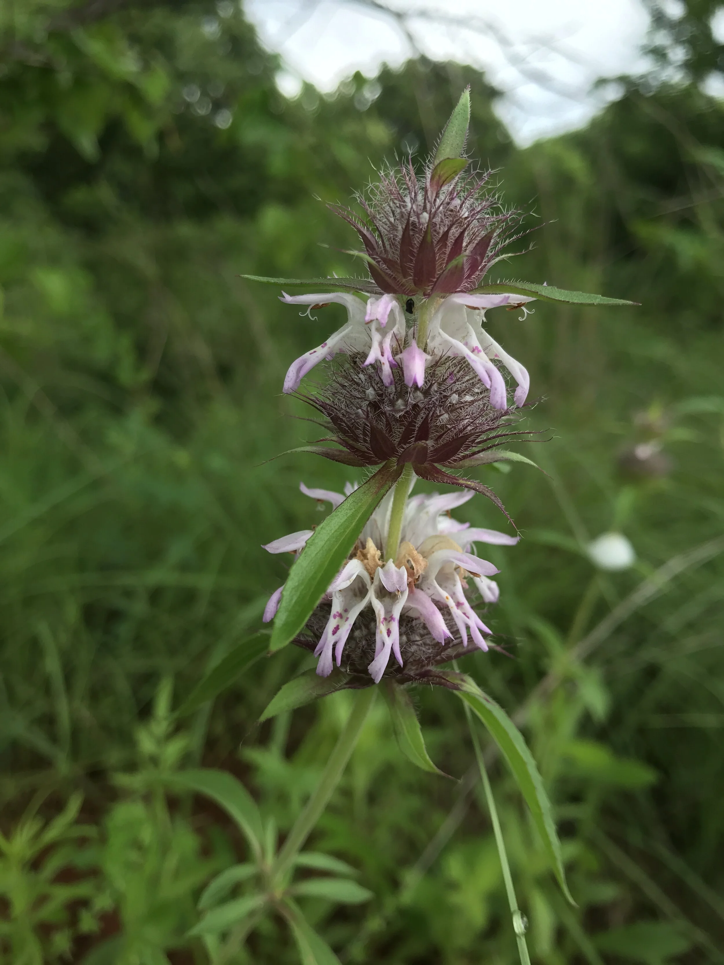 Monarda citriodora (Lemon Bee Balm) Native