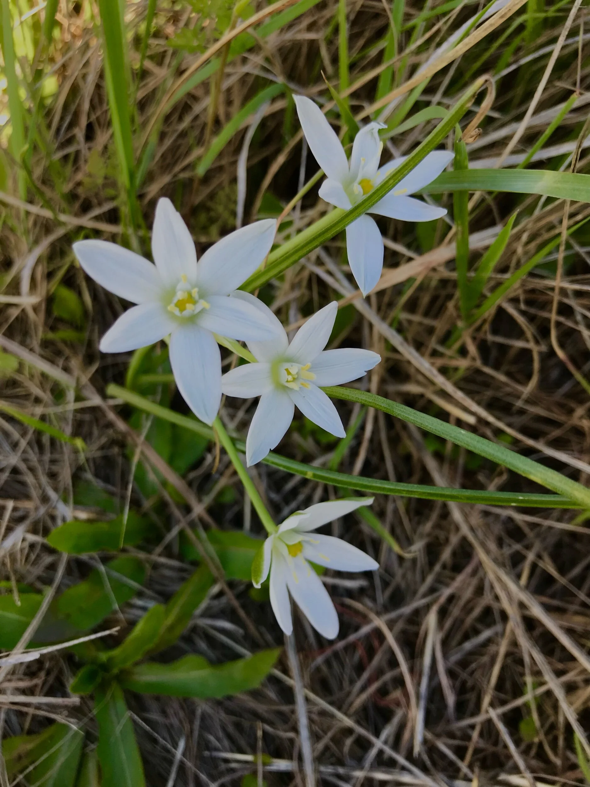 Ornithogalum umbellatum (Star-of-Bethlehem) Non-native INVASIVE