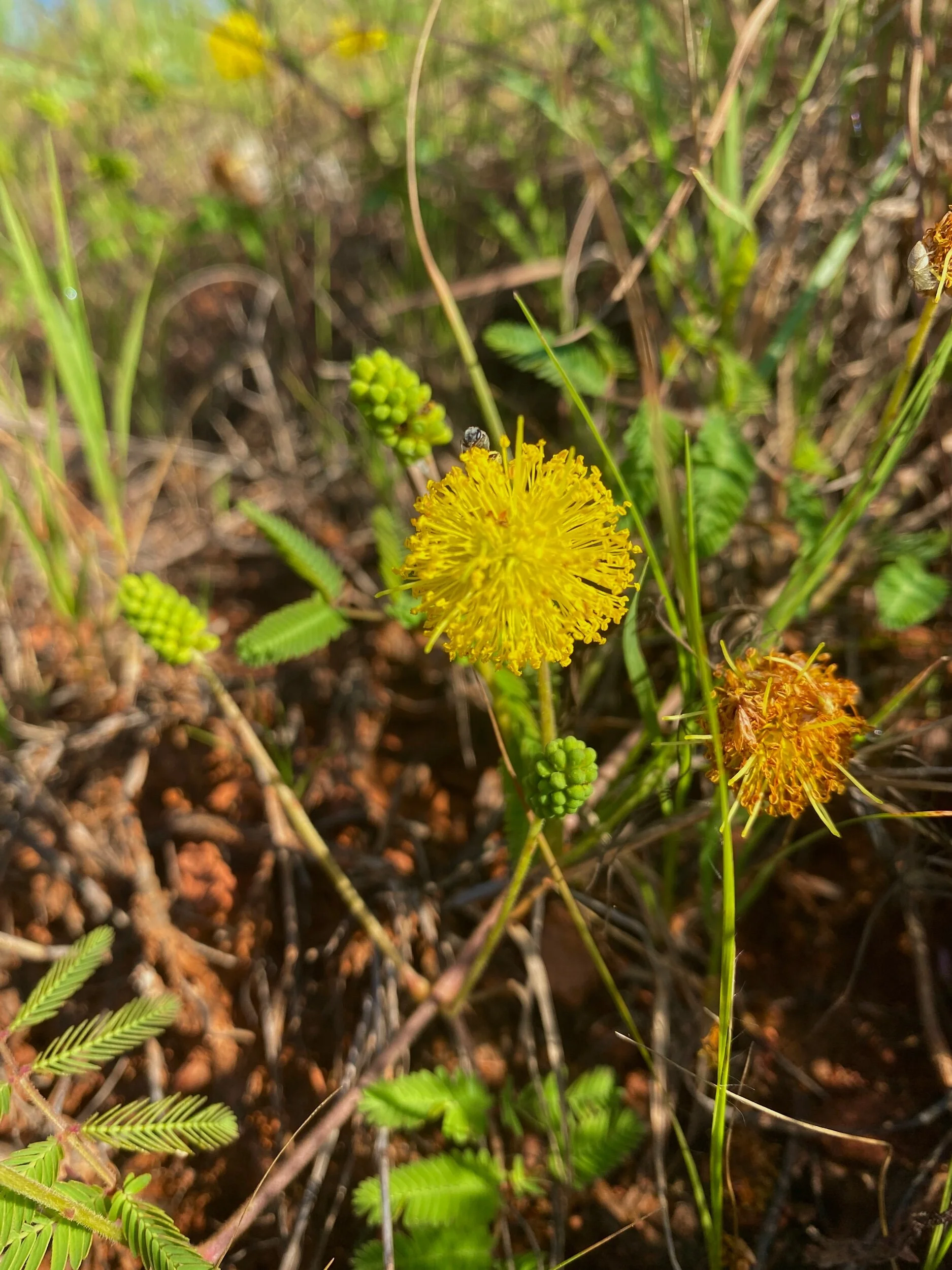 Neptunia lutea (Yellow Sensitive Briar) Native