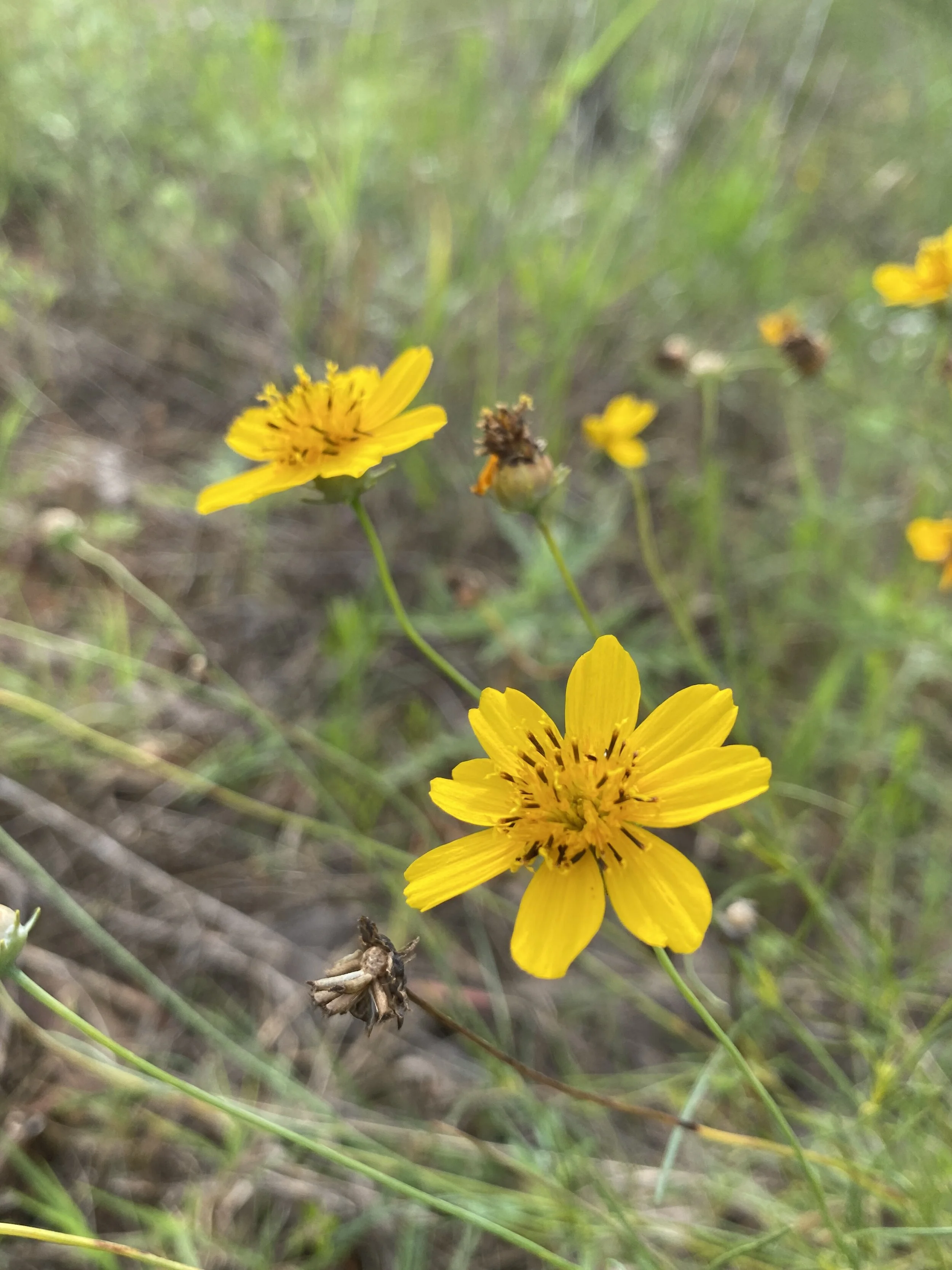 Thelasperma filifolium (Stiff Greenthread) Native
