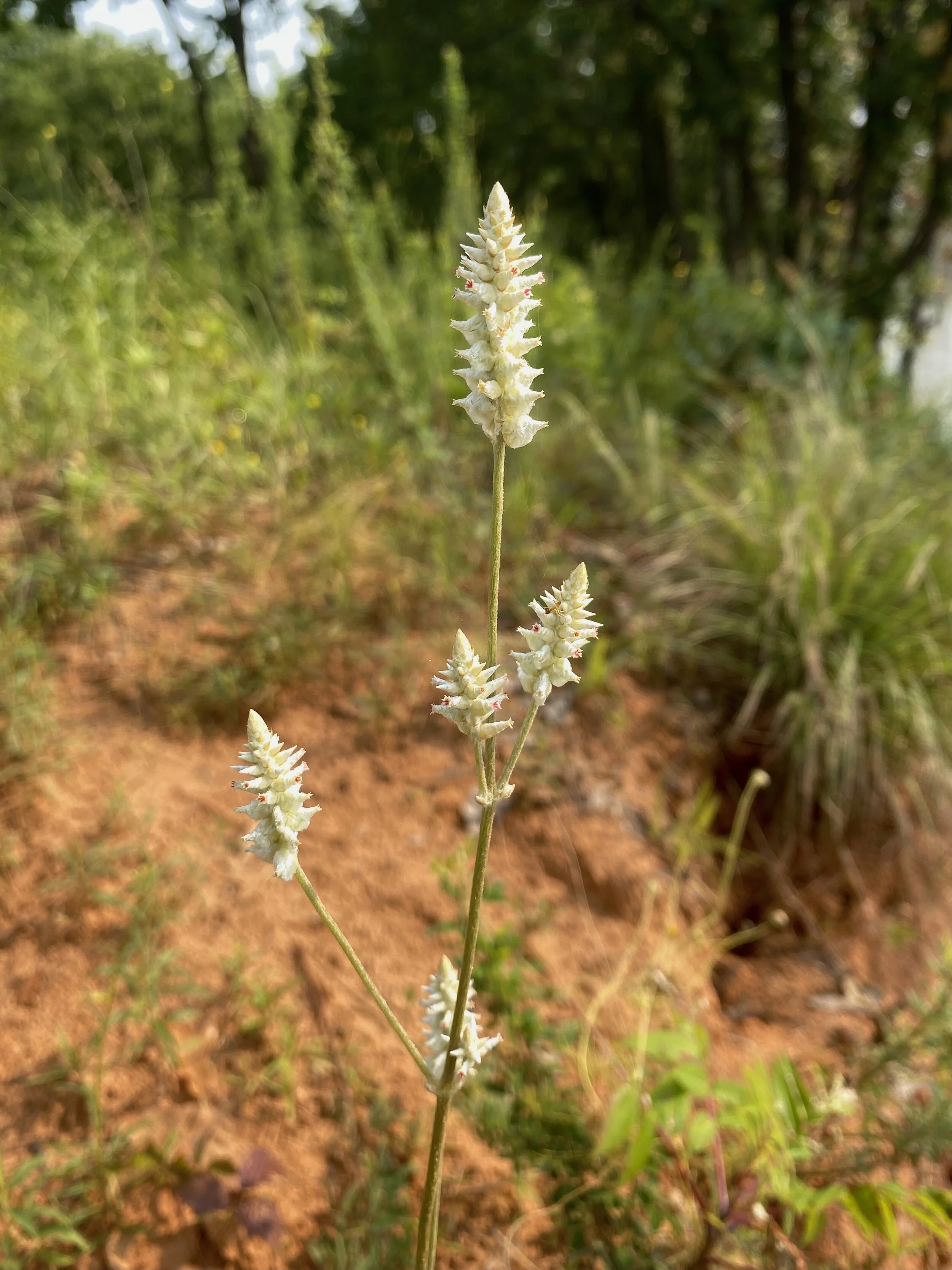 Froelichia floridana (Plains Snakecotton) Native