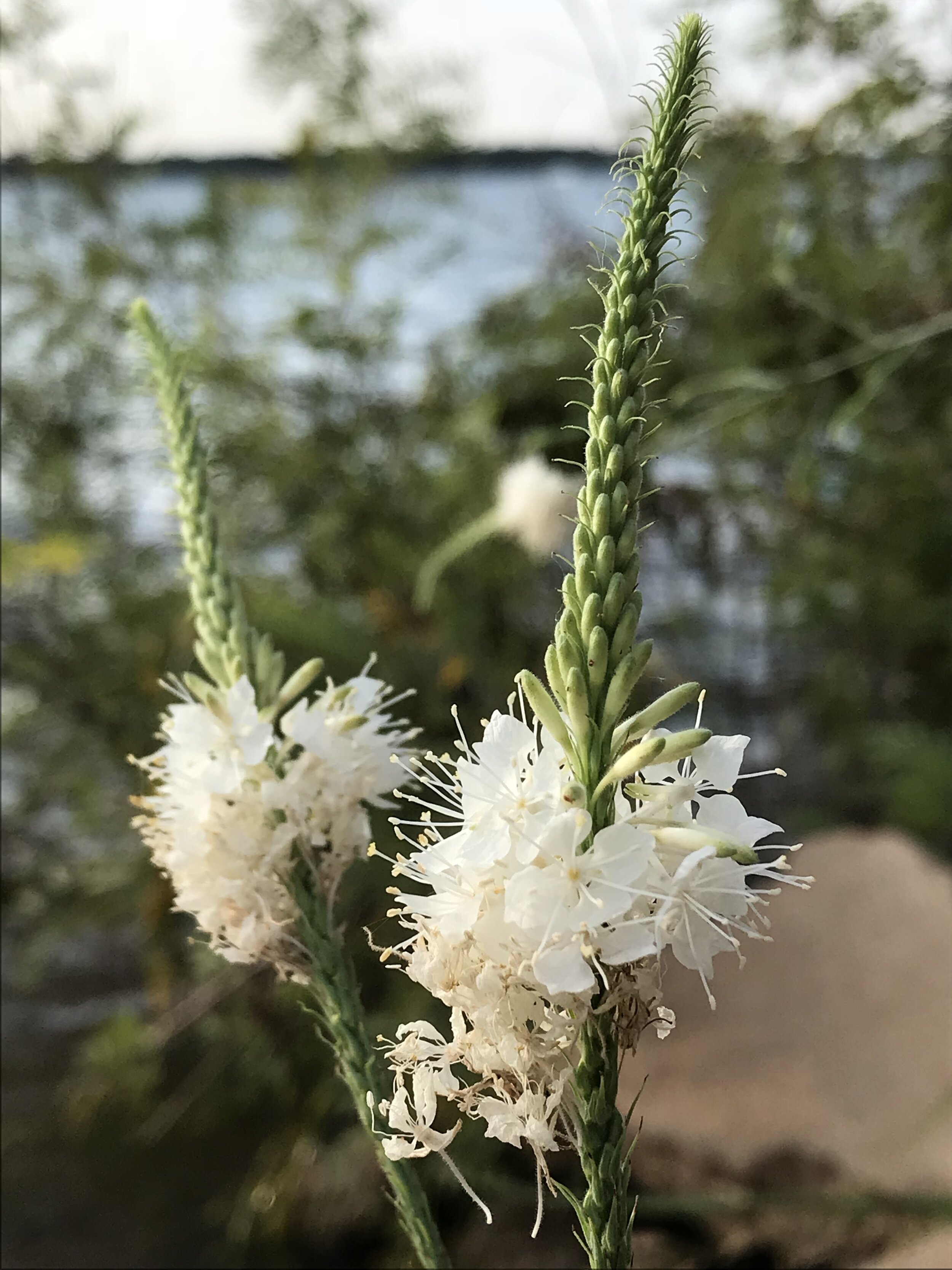 Stenosiphon linifolius (False Gaura) Native