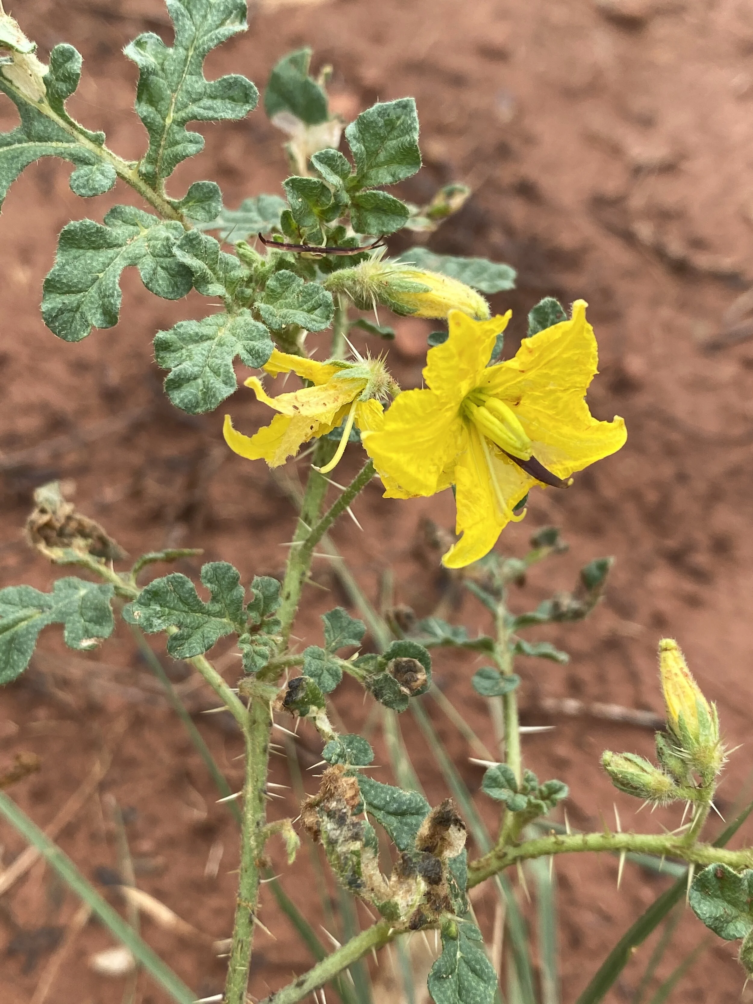 Solanum rostratum (Buffalo Bur) Native