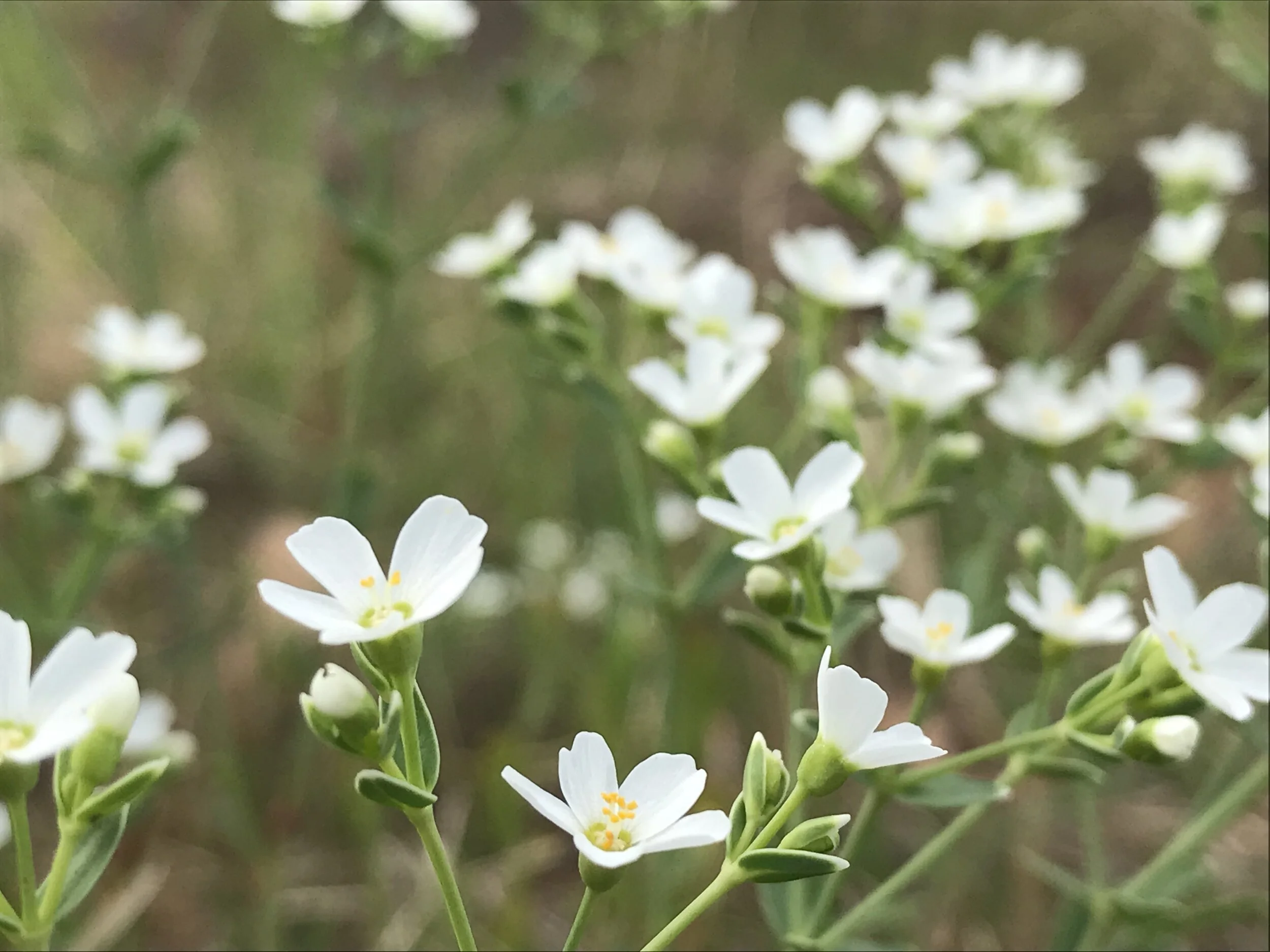 Euphorbia corollata (Flowering Spurge) Native