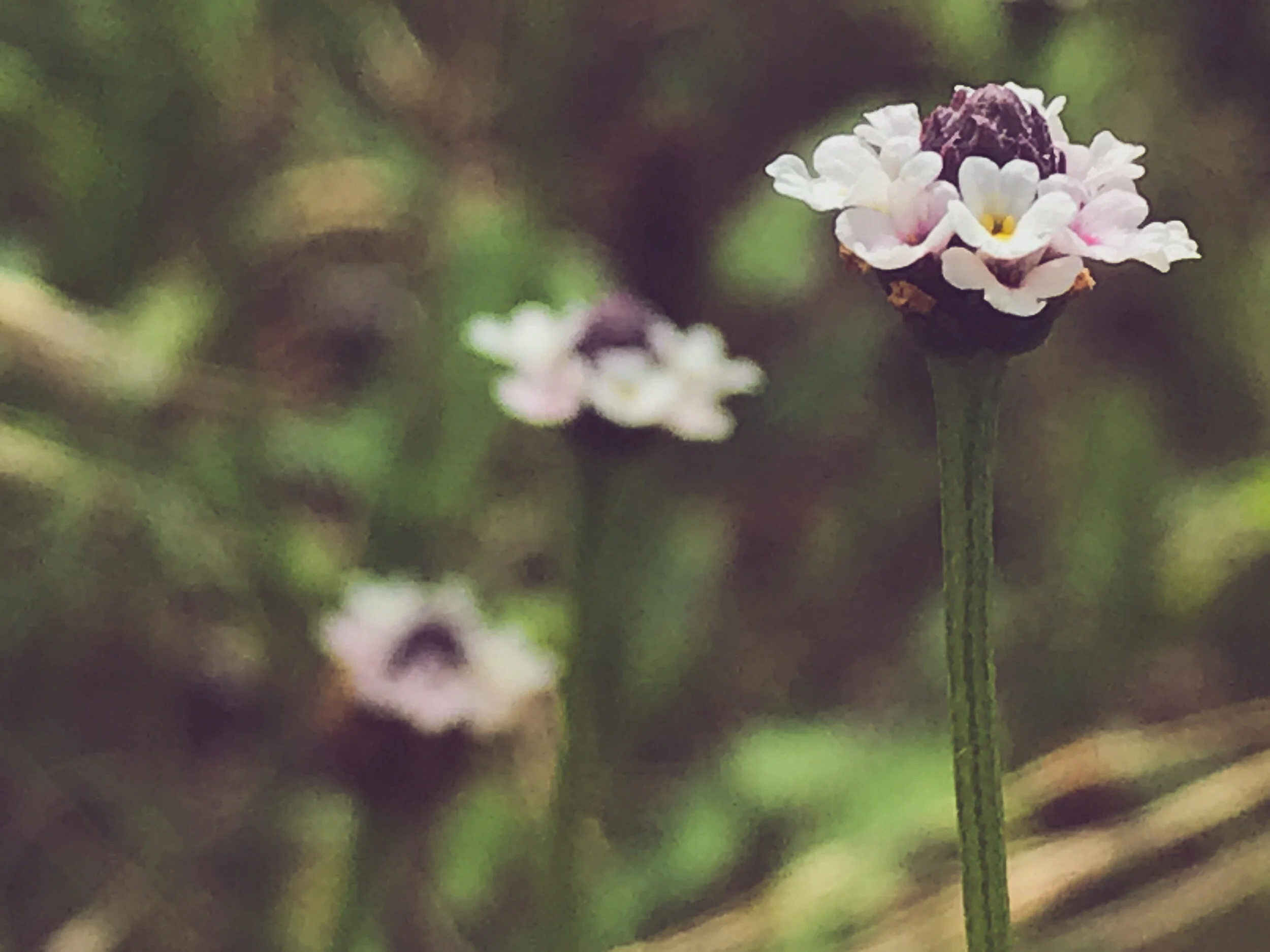 Phyla lanceolata (Lanceleaf Frogfruit) Native