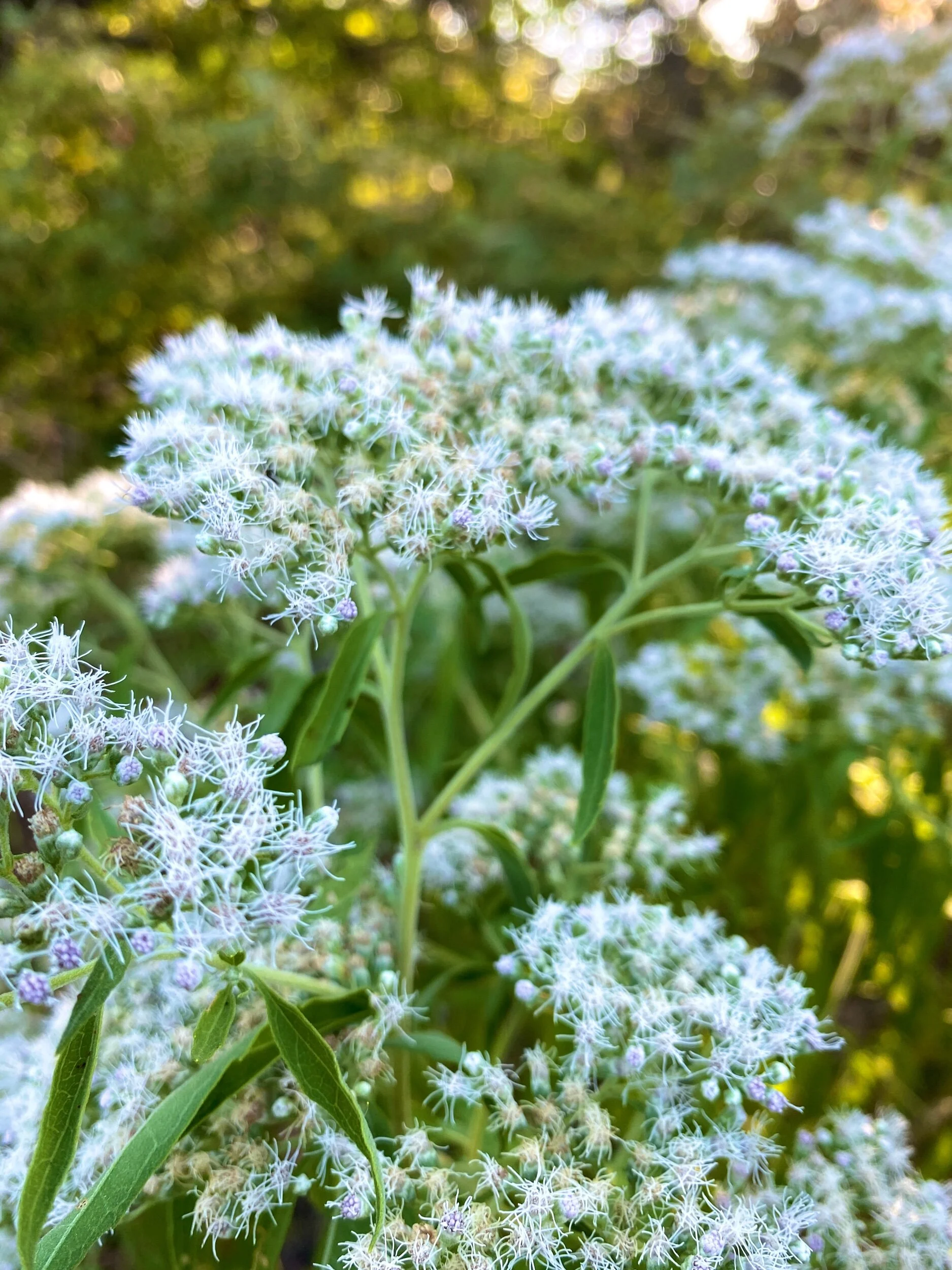 Eupatorium serotinum (Late Boneset) Native