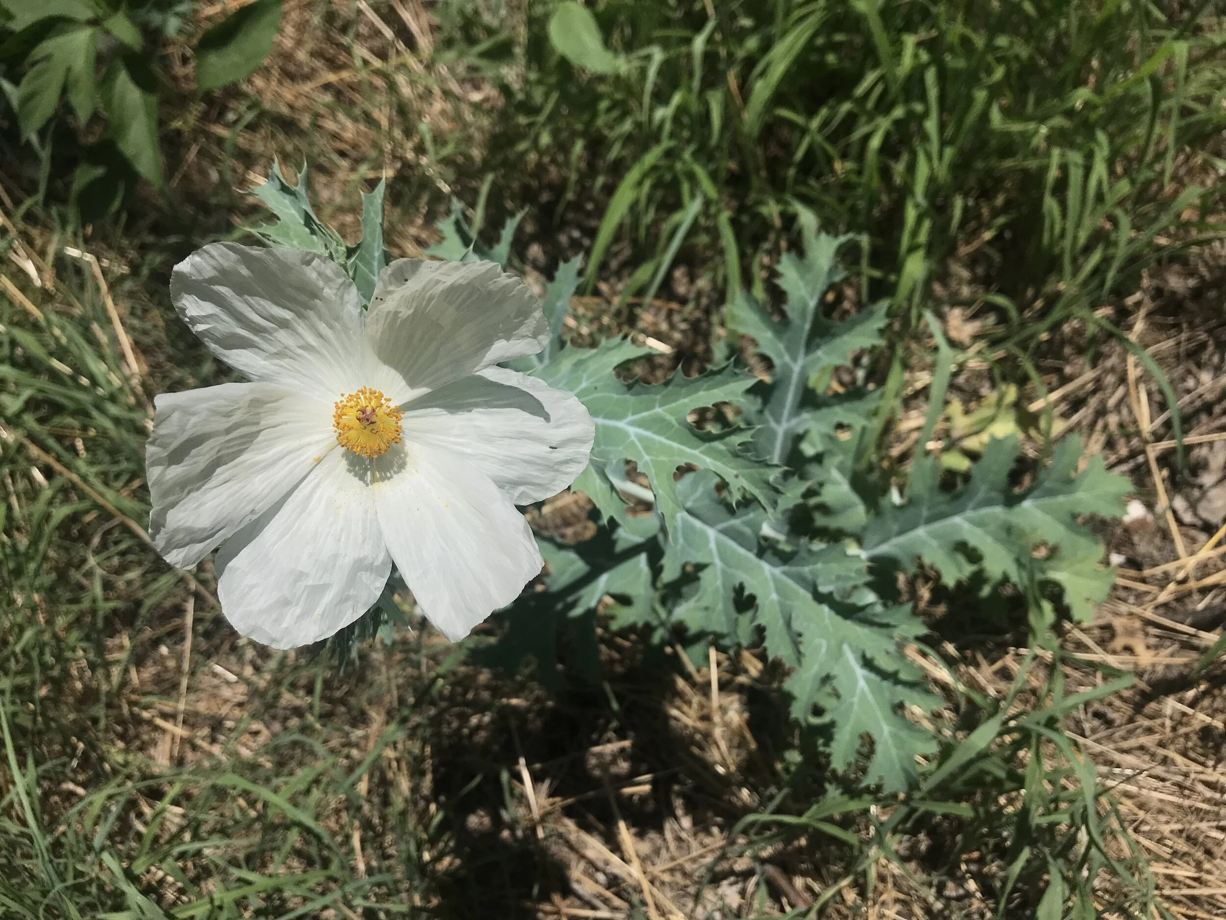 Argemone albiflora (White Prickly Poppy) Native