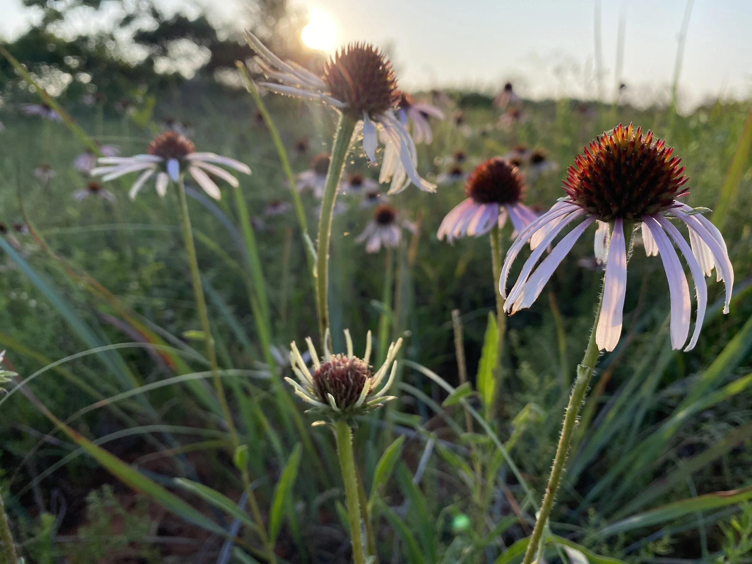 Echinacea angustifolia (Narrow-leaf Coneflower) Native