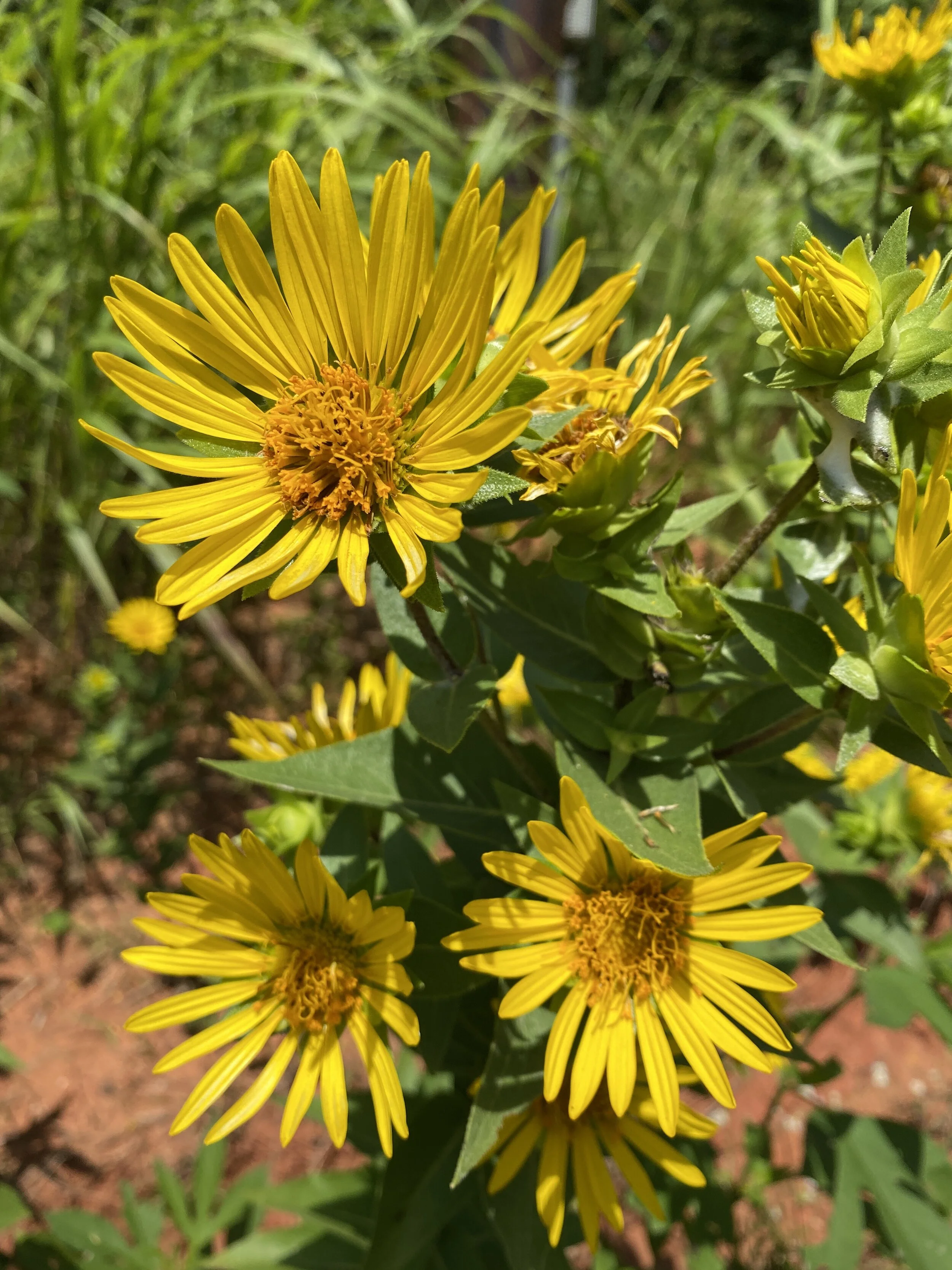 Siphium laciniatum (Compass Plant) Native