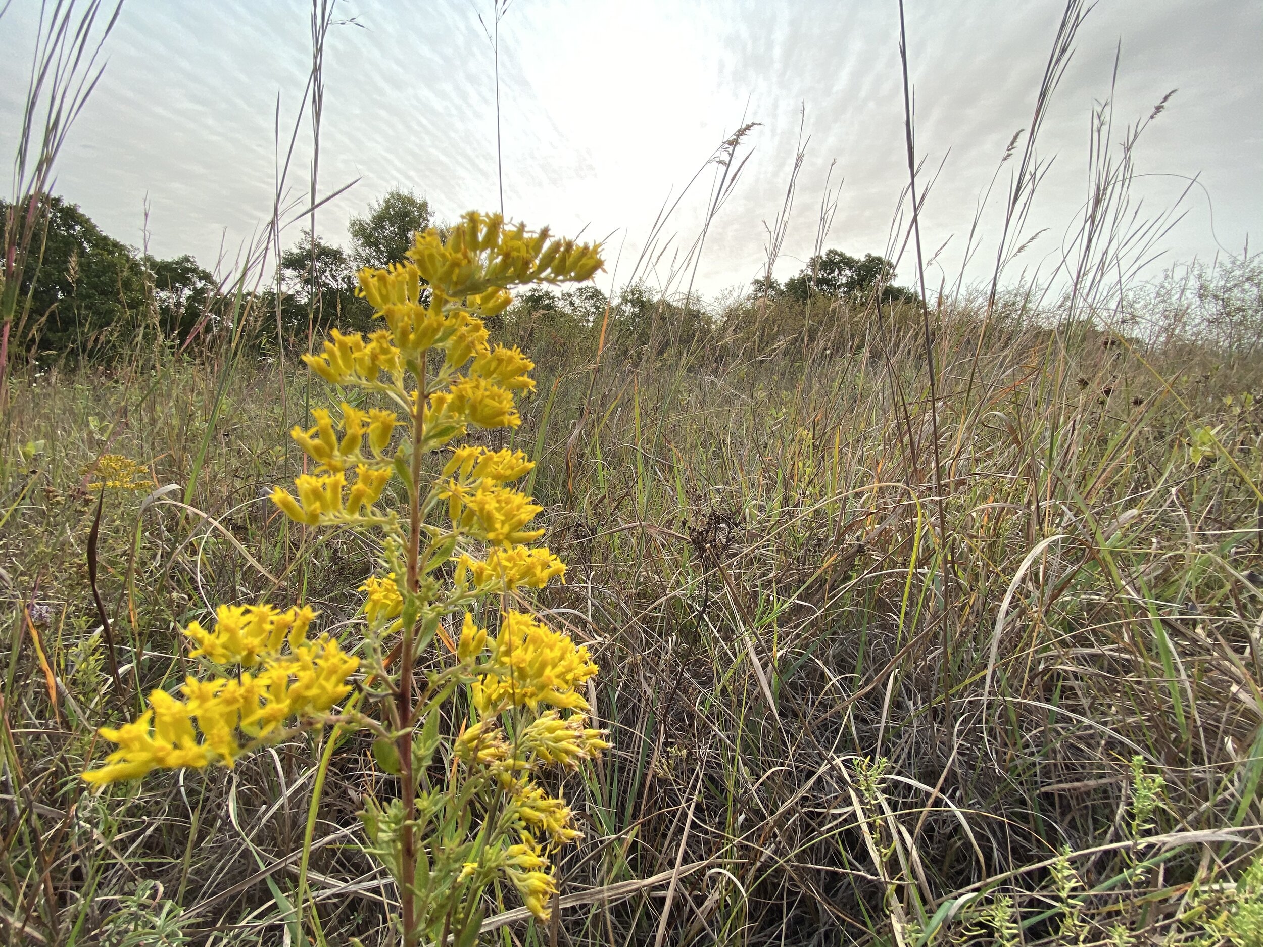 Solidigo canadensis (Canada Goldenrod) Native