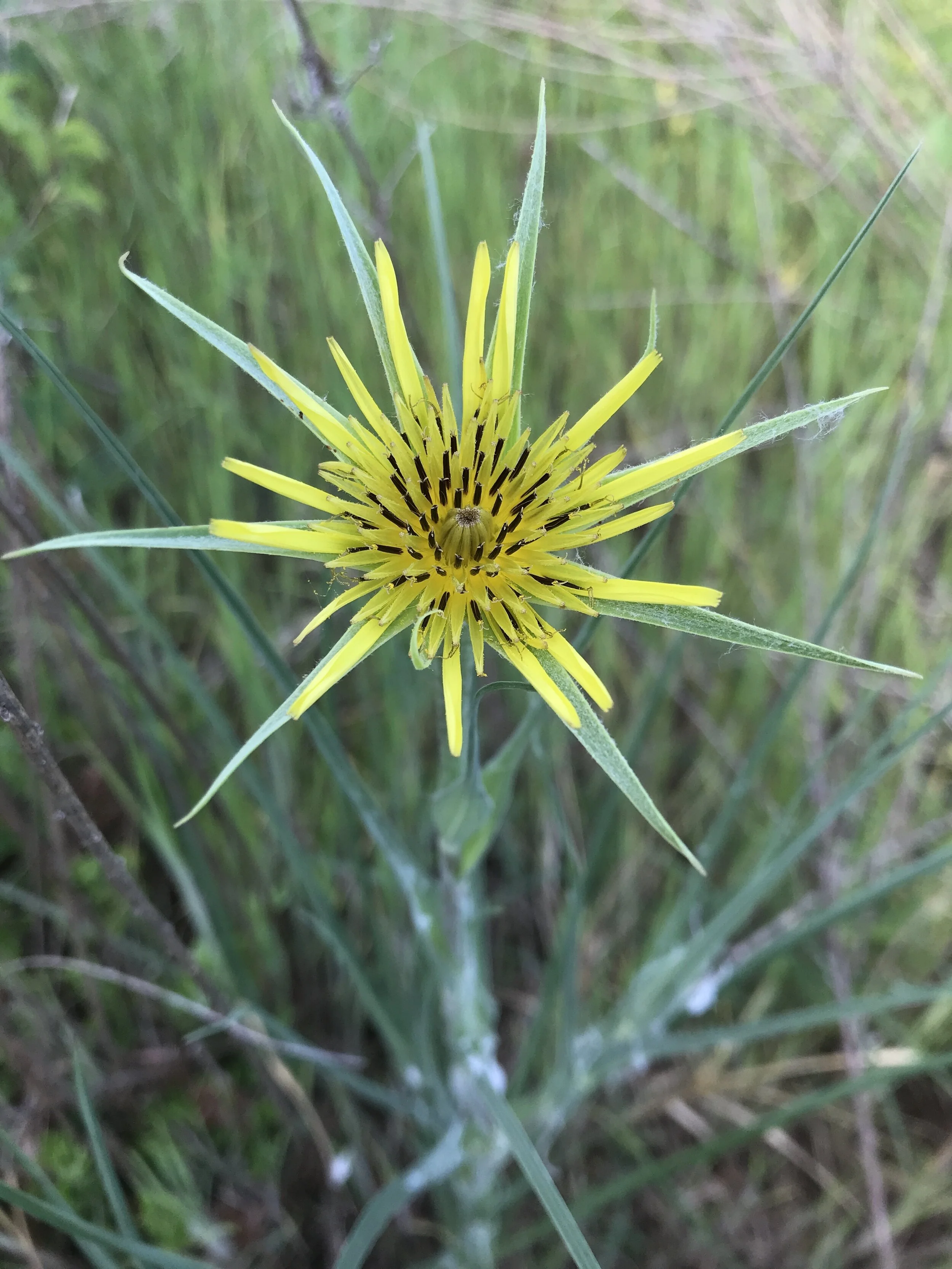 Tragopogon dubius (Yellow Salsify) Introduced