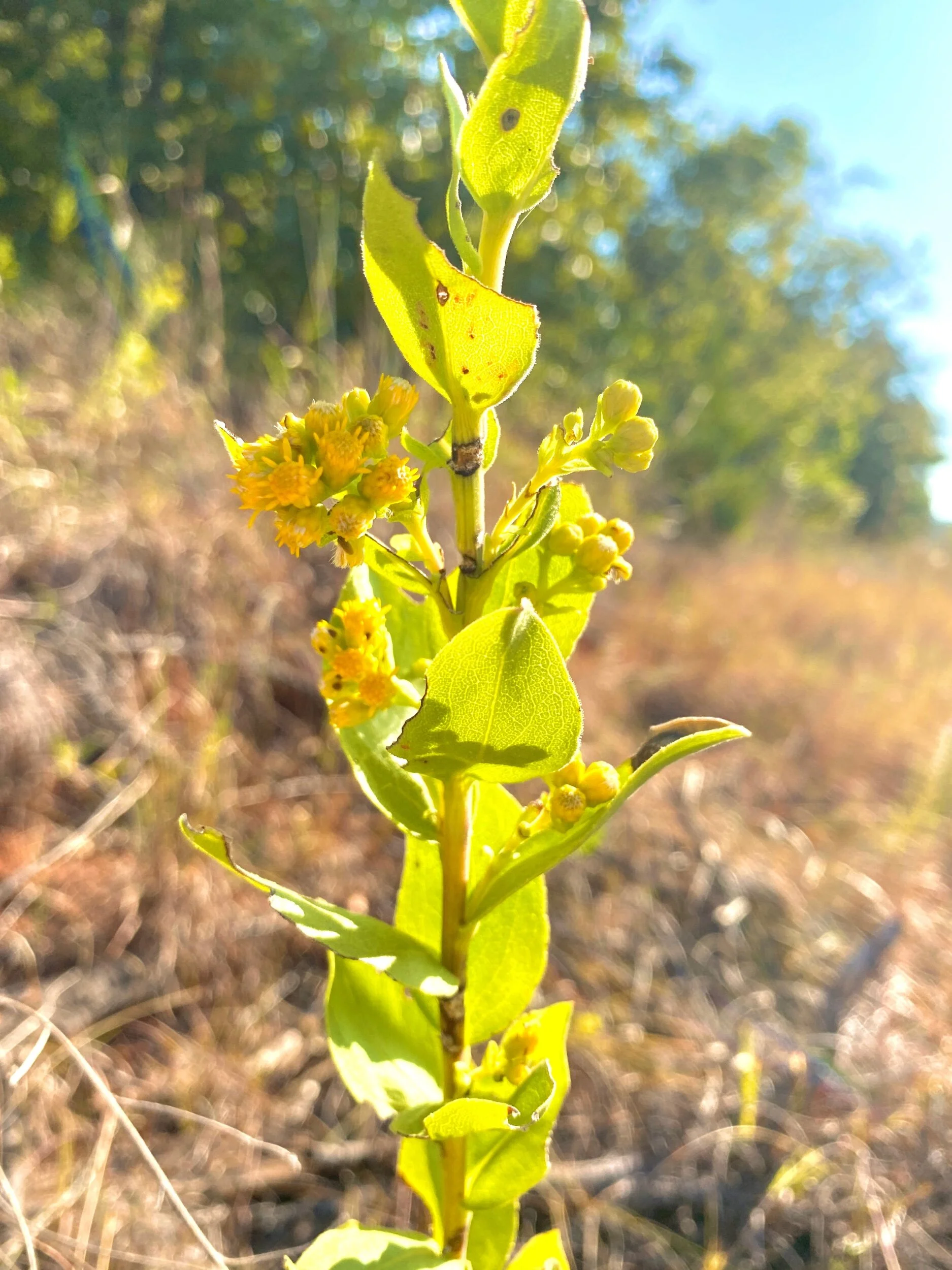 Solidigo mollis (Velvety Goldenrod) Native