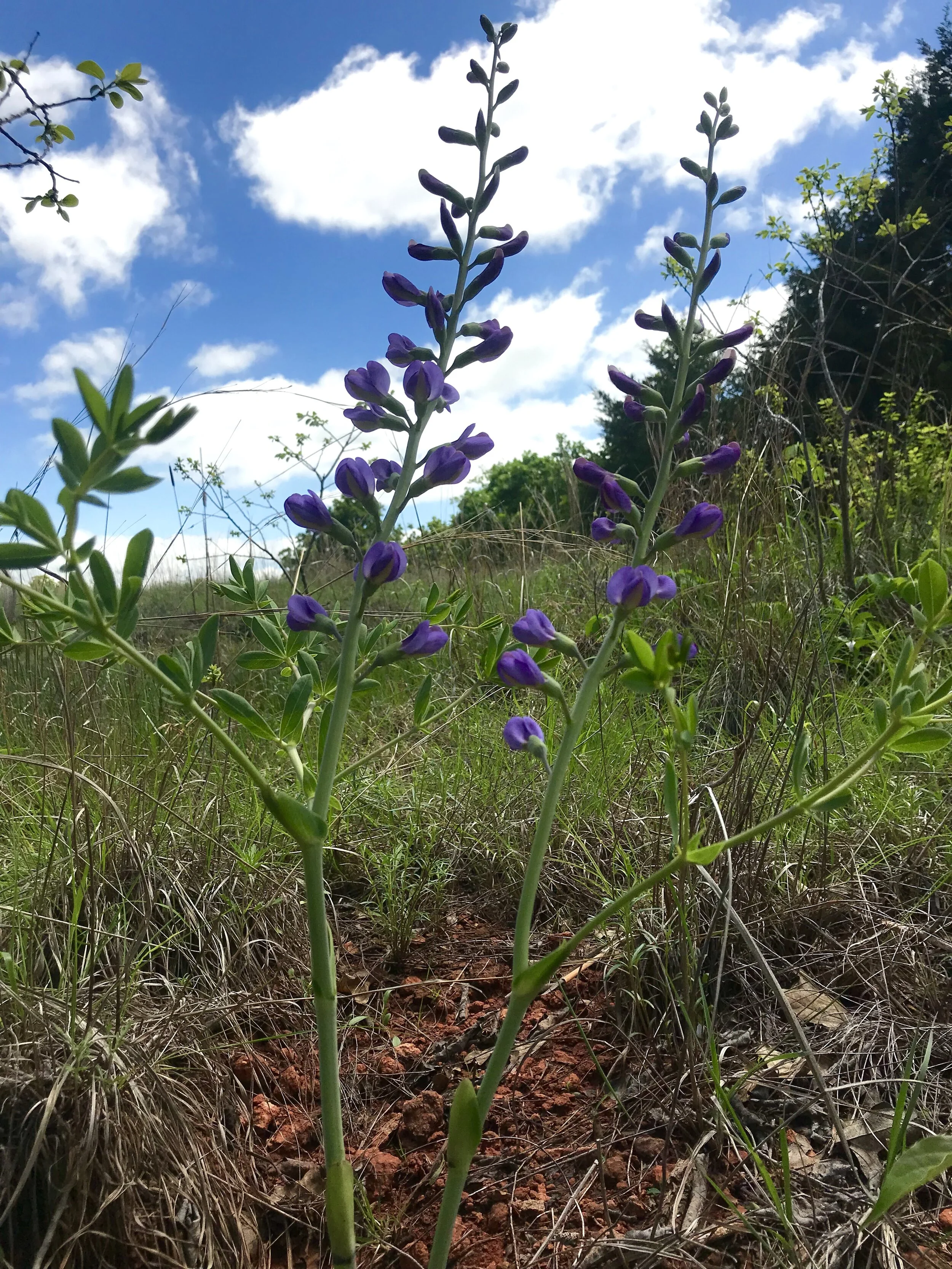 Baptisia australis (Blue Wild Indigo) Native