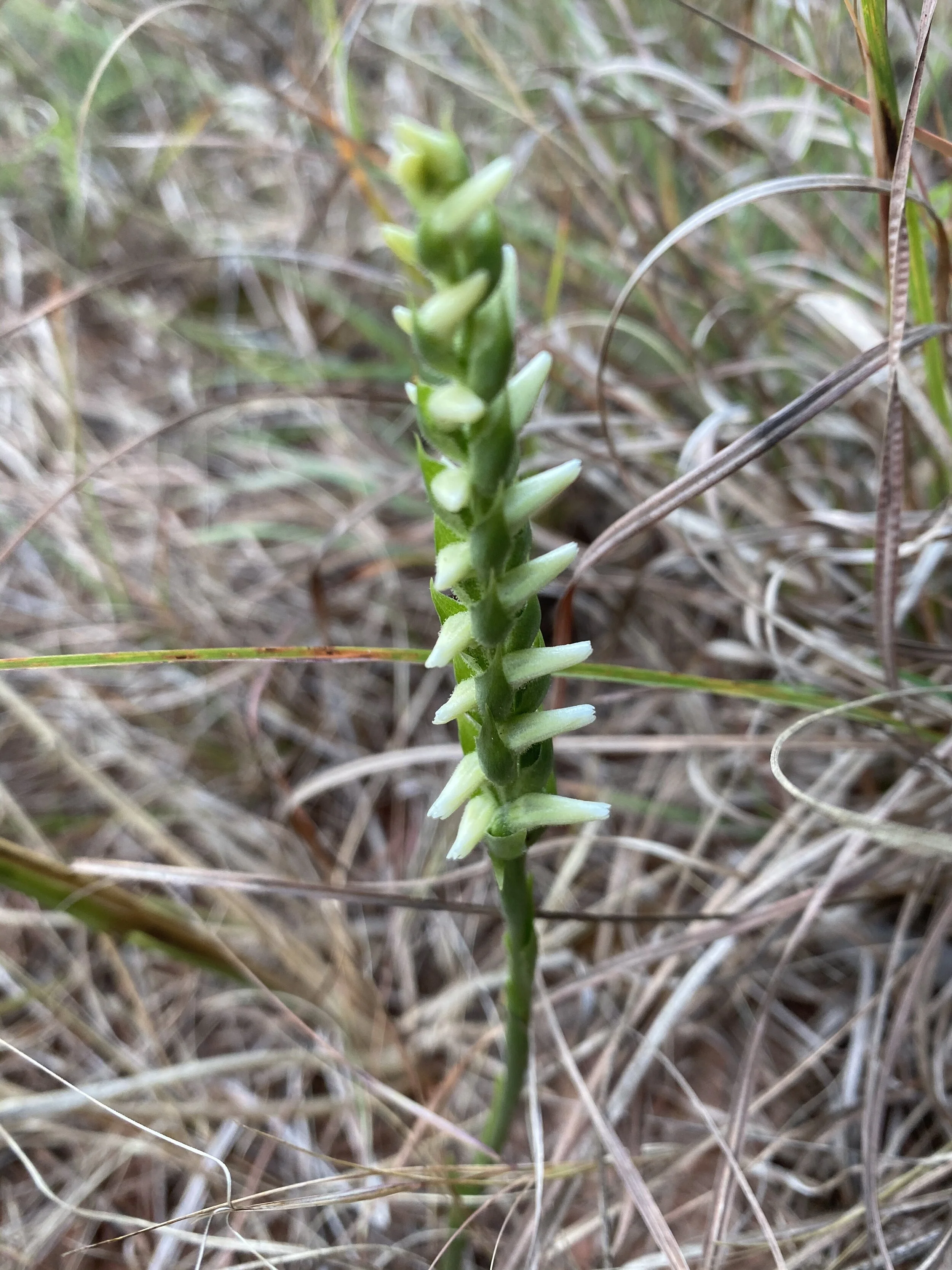 Spiranthes magnicamporum (Great Plains Lady’s Tresses) Native