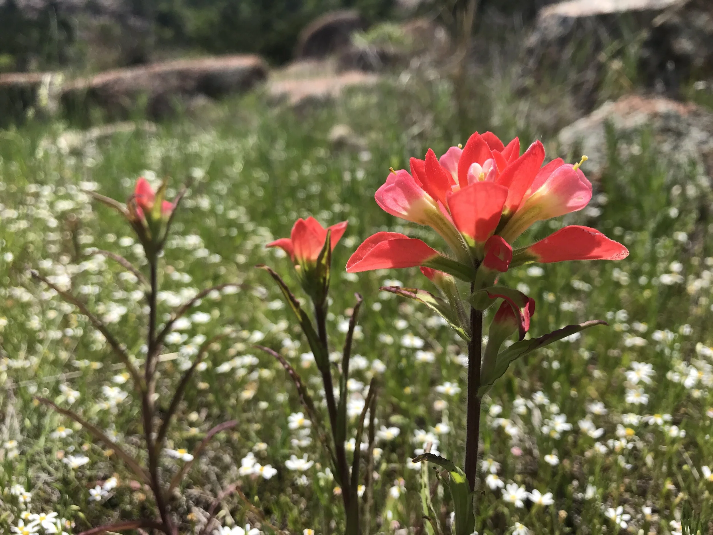 Castilleja indivisa (Texas Paintbrush) Native