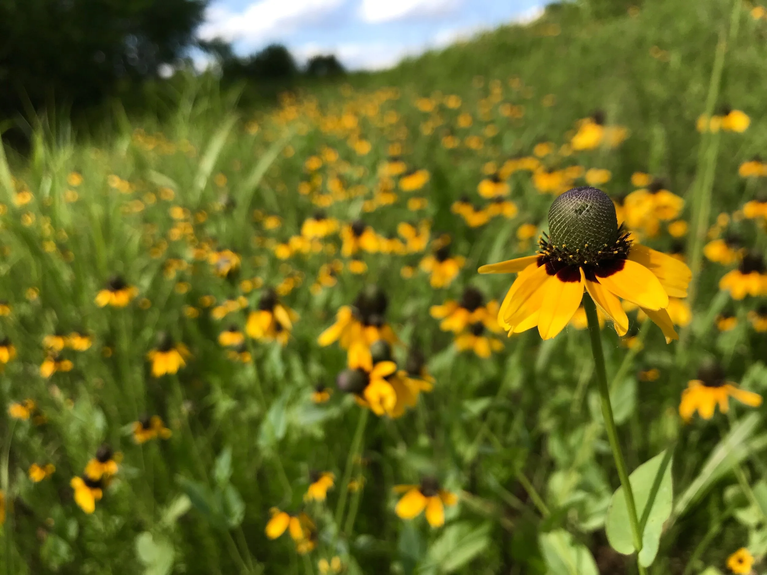 Rudbeckia amplexicaulis (Clasping Coneflower) Native