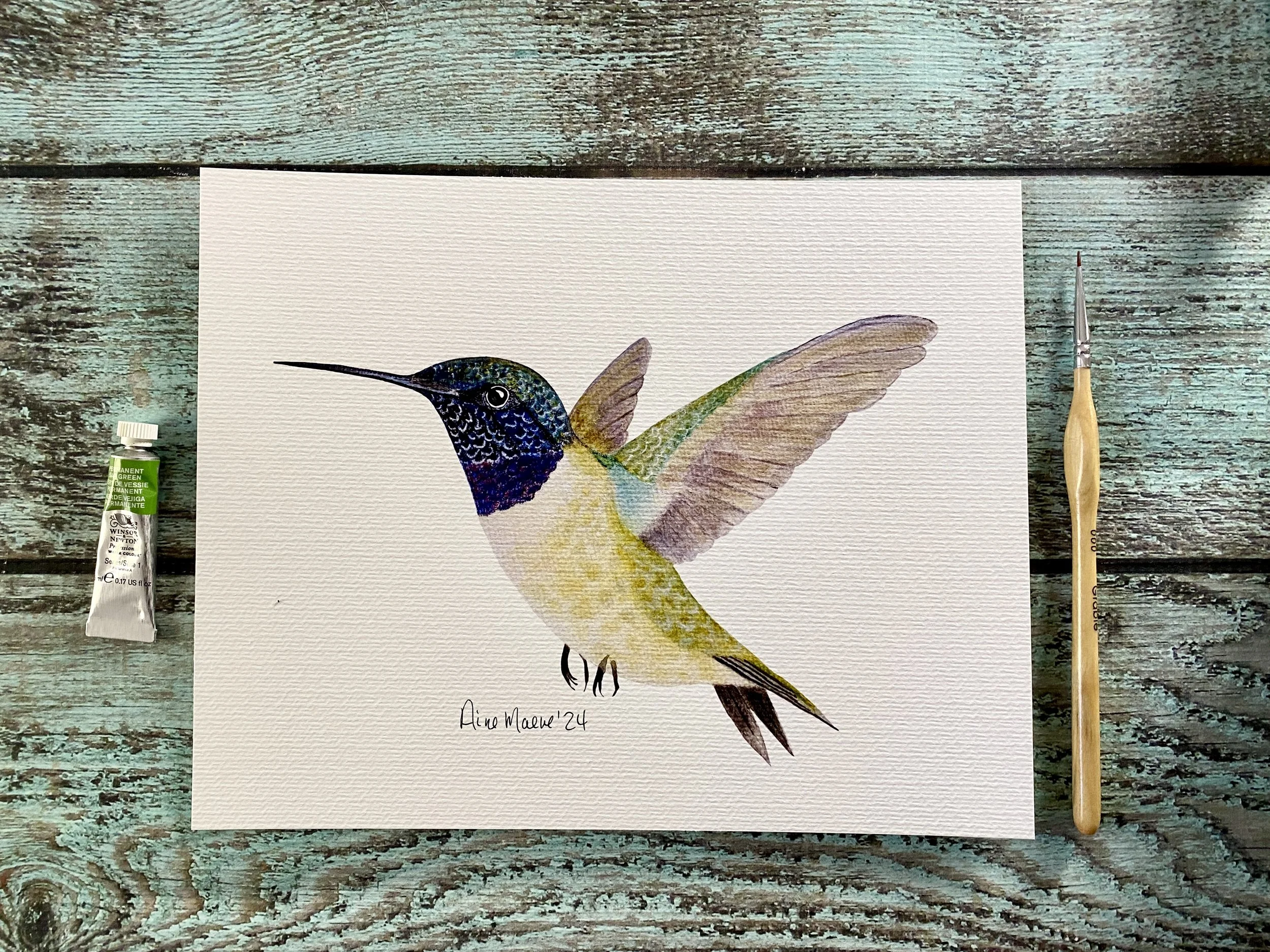 Black-Chinned Hummingbird 8X10 Art Print