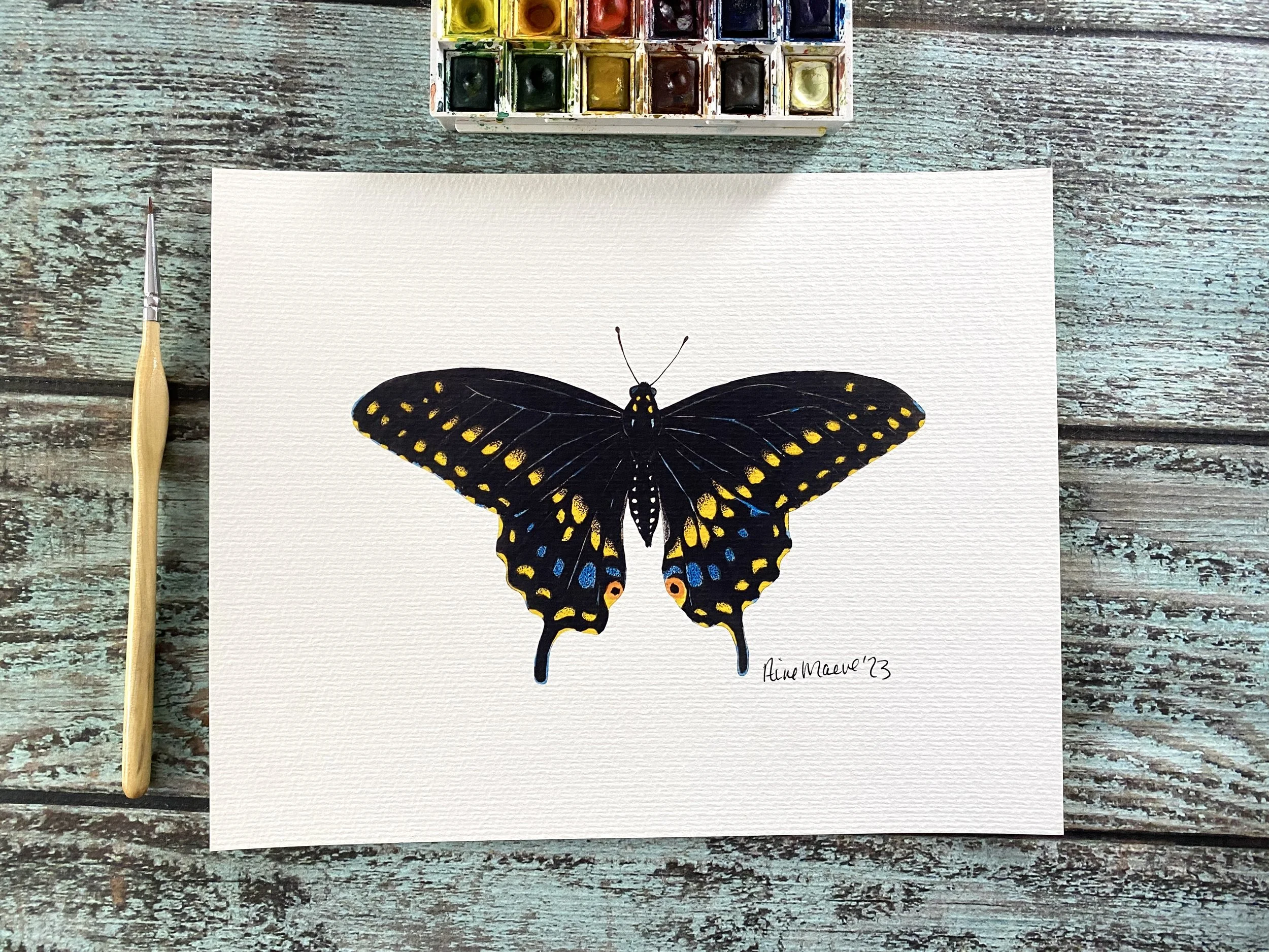 Black Swallowtail Butterfly 8x10 Art Print