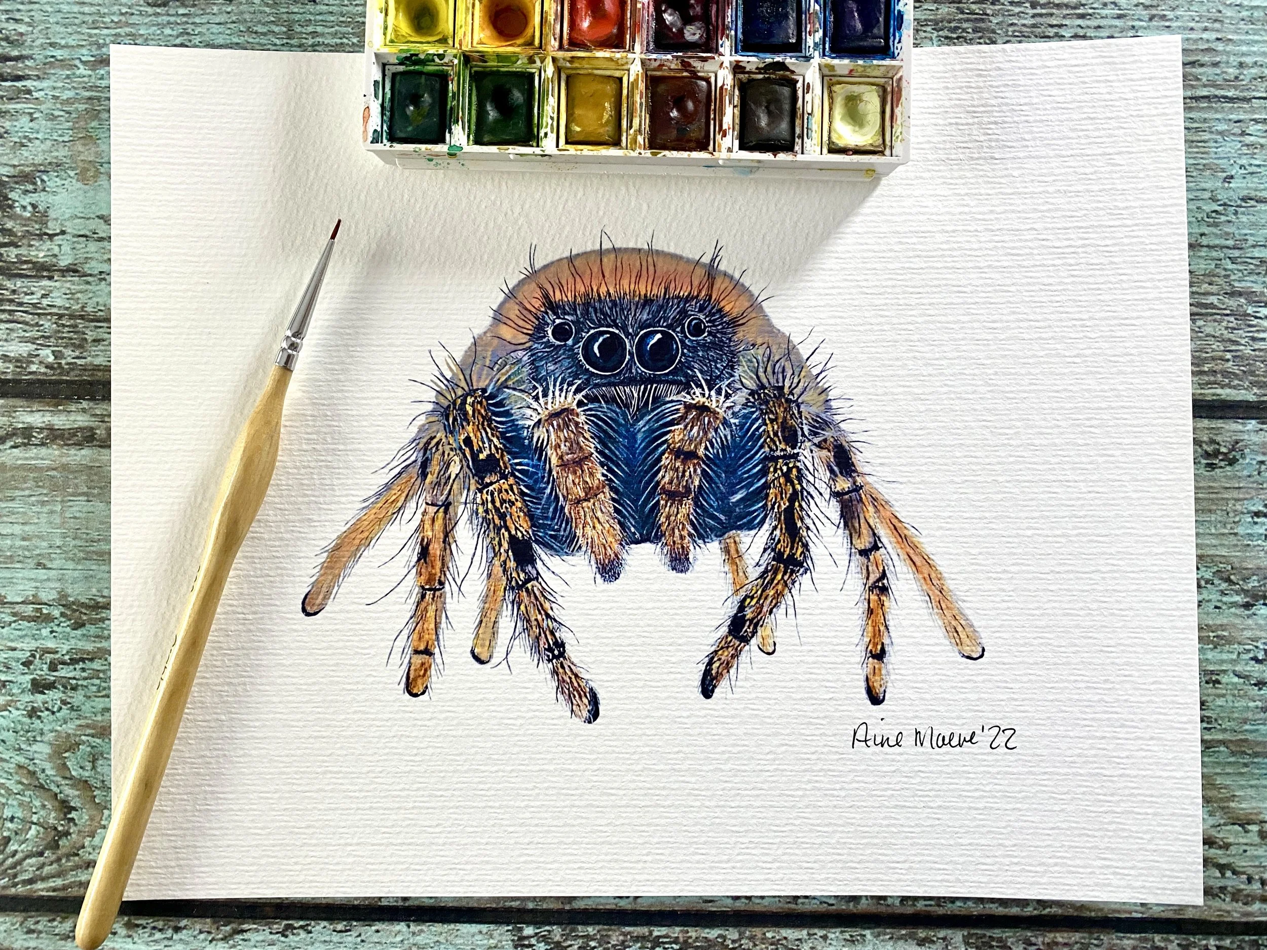 Jumping Spider 8x10 Art Print