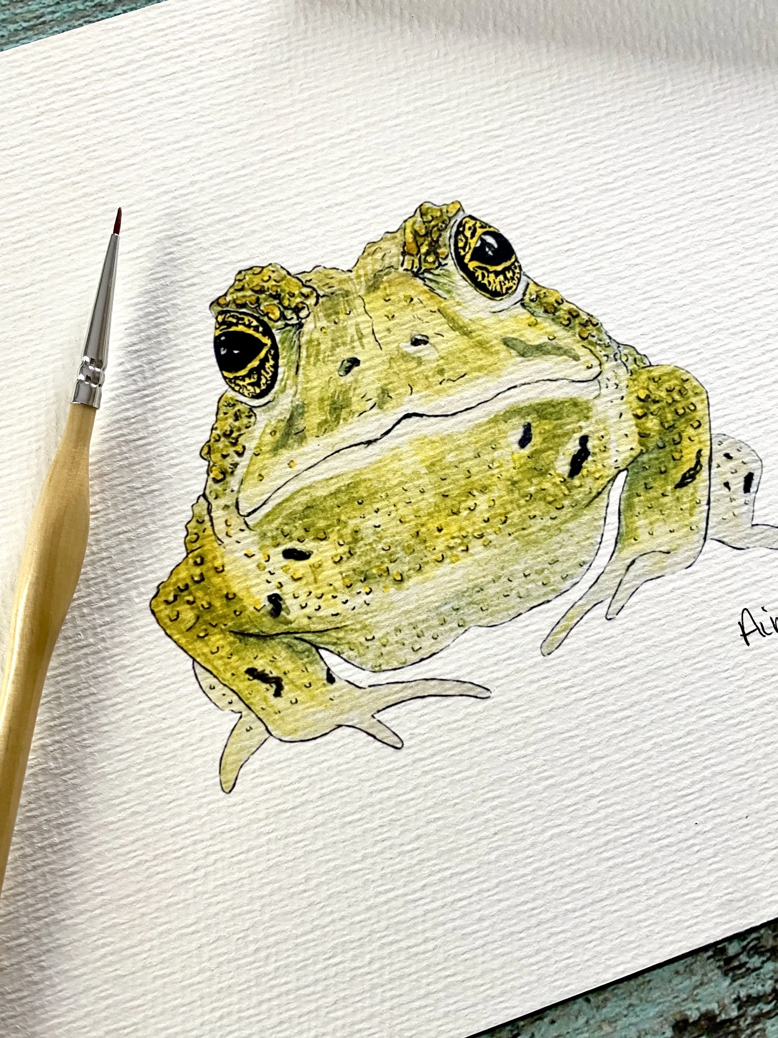 Garden Toad Print Oklahoma nature illustration.