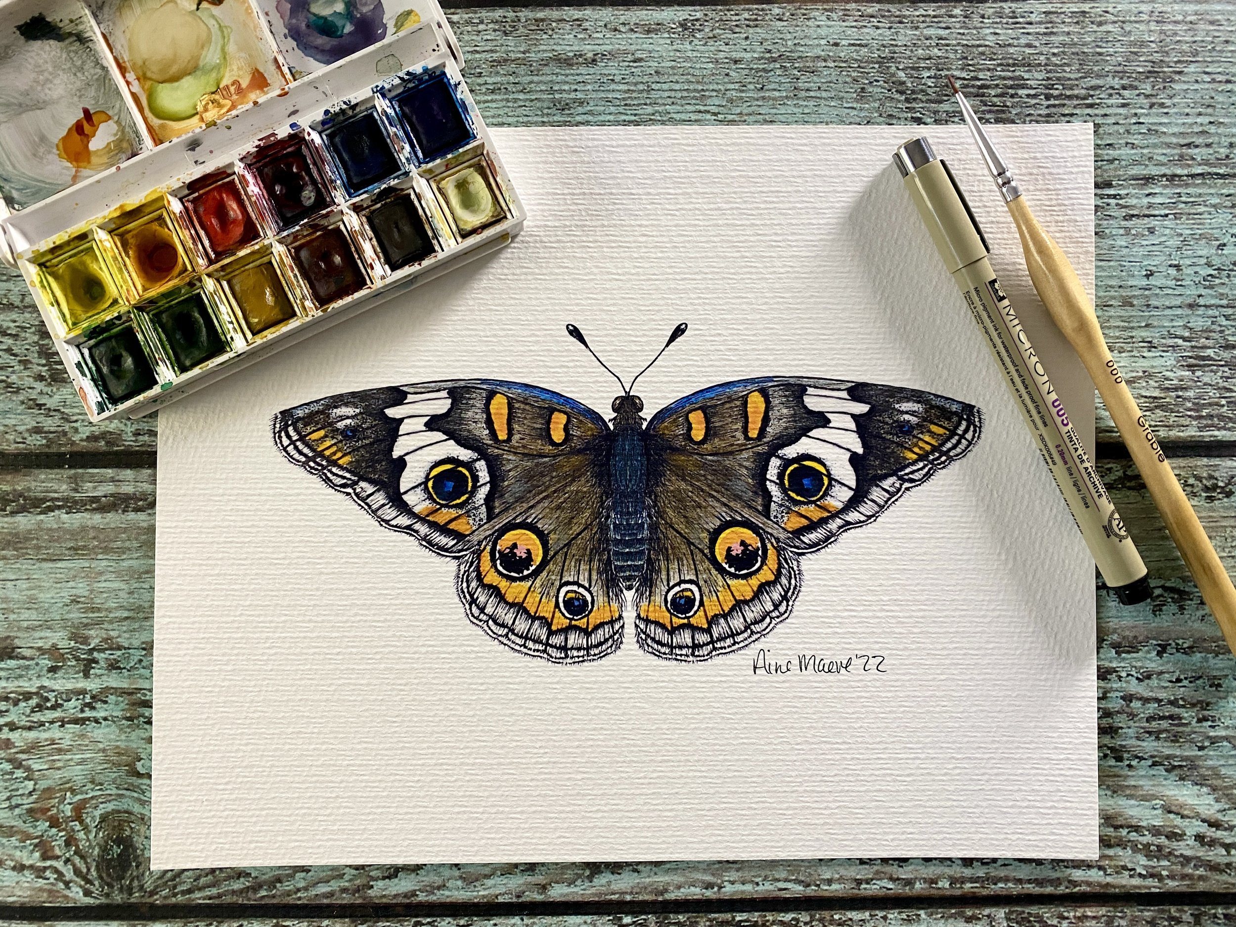 Common Buckeye Butterfly 8x10 Art Print