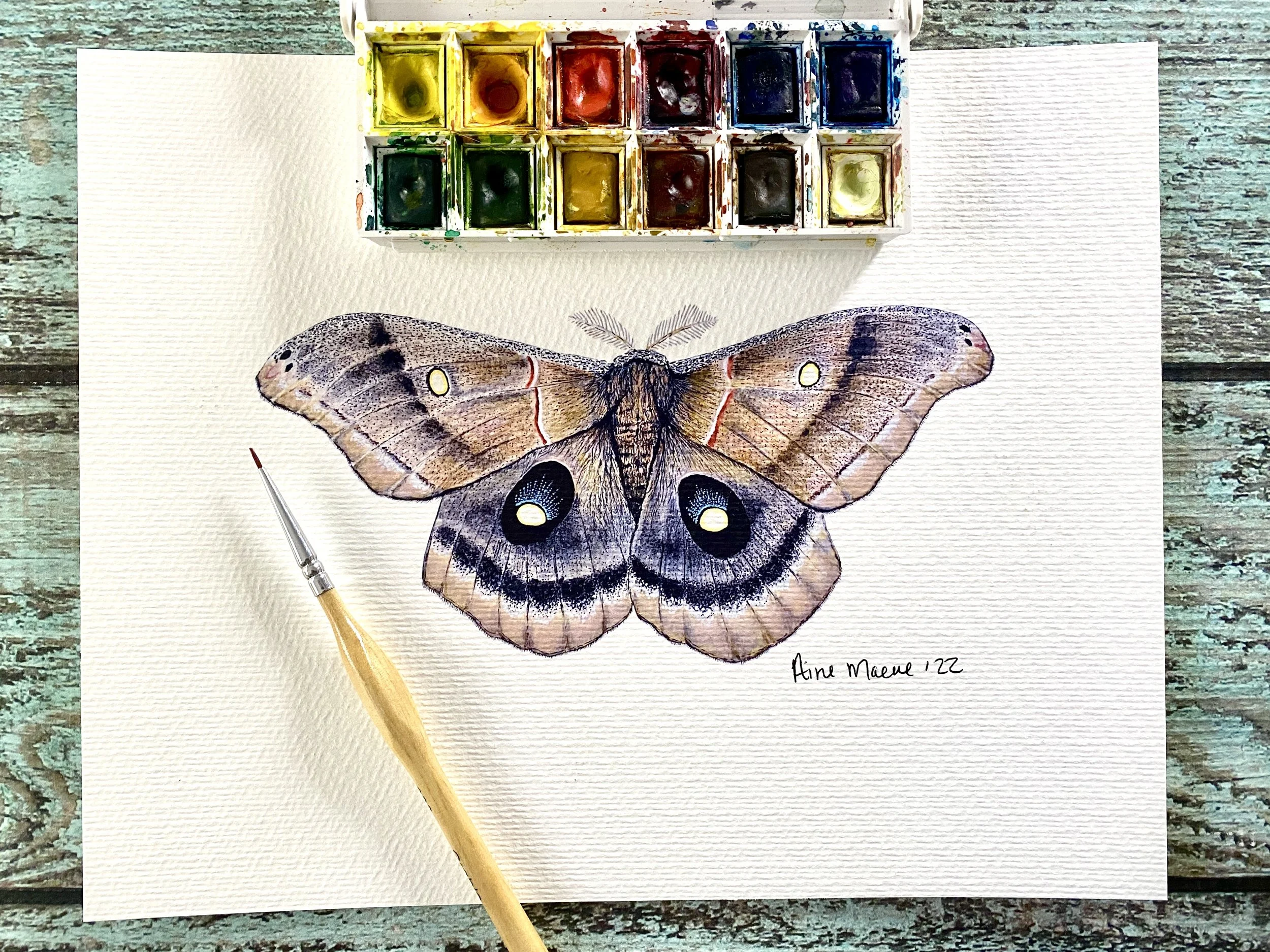 Polyphemus Moth 8x10 Art Print
