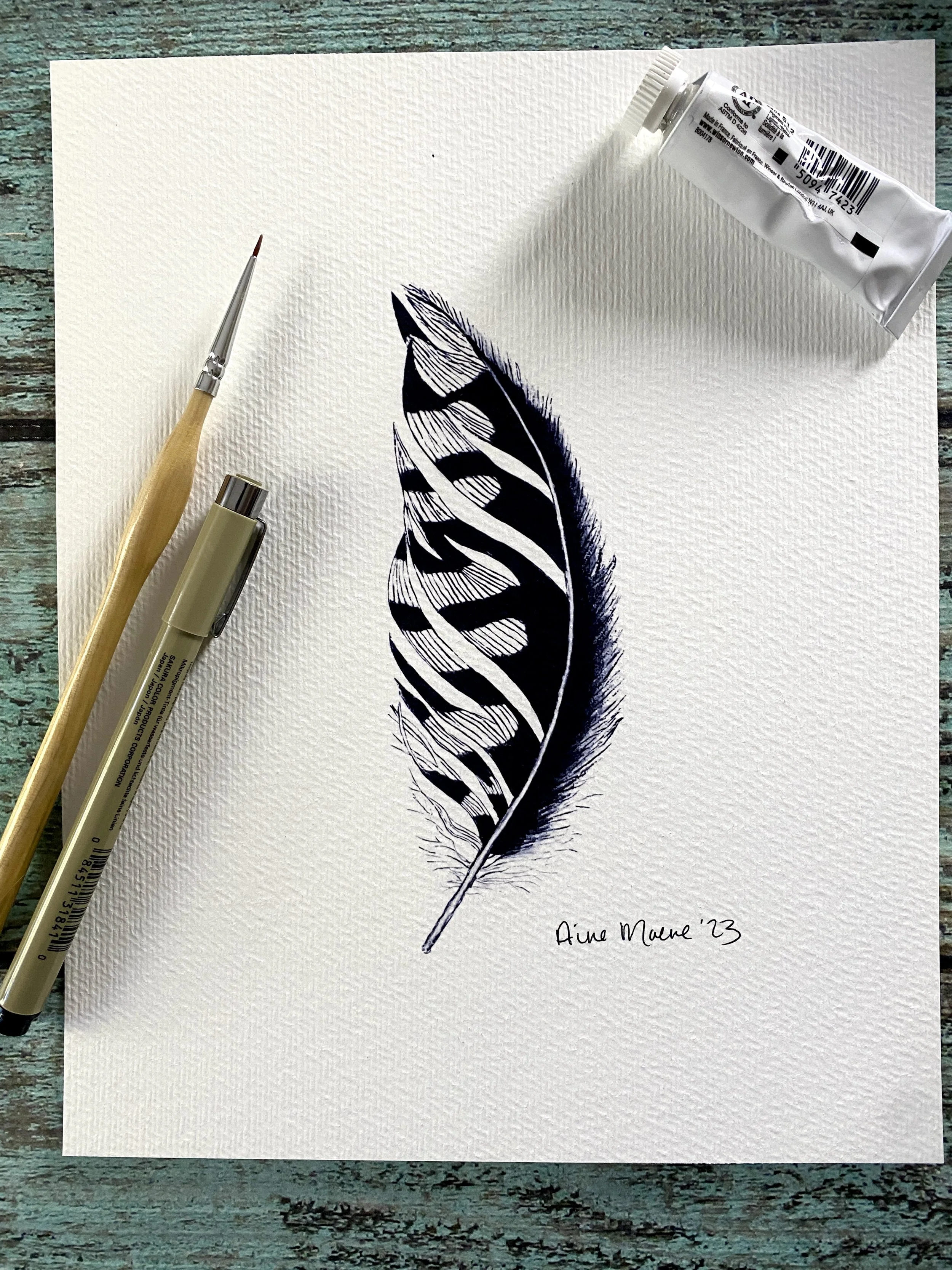Nighthawk Feather - 8 X 10 Art Print