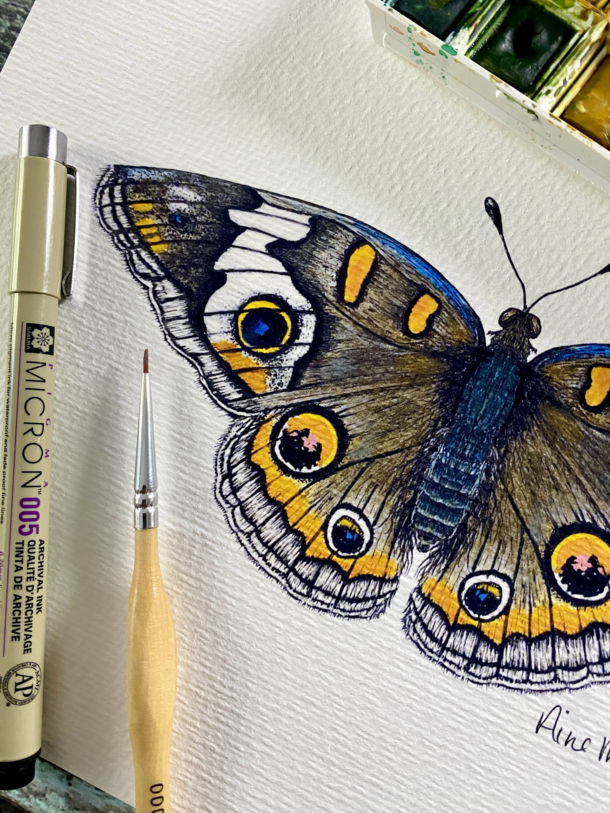 Buckeye Butterfly Print Oklahoma nature illustration.