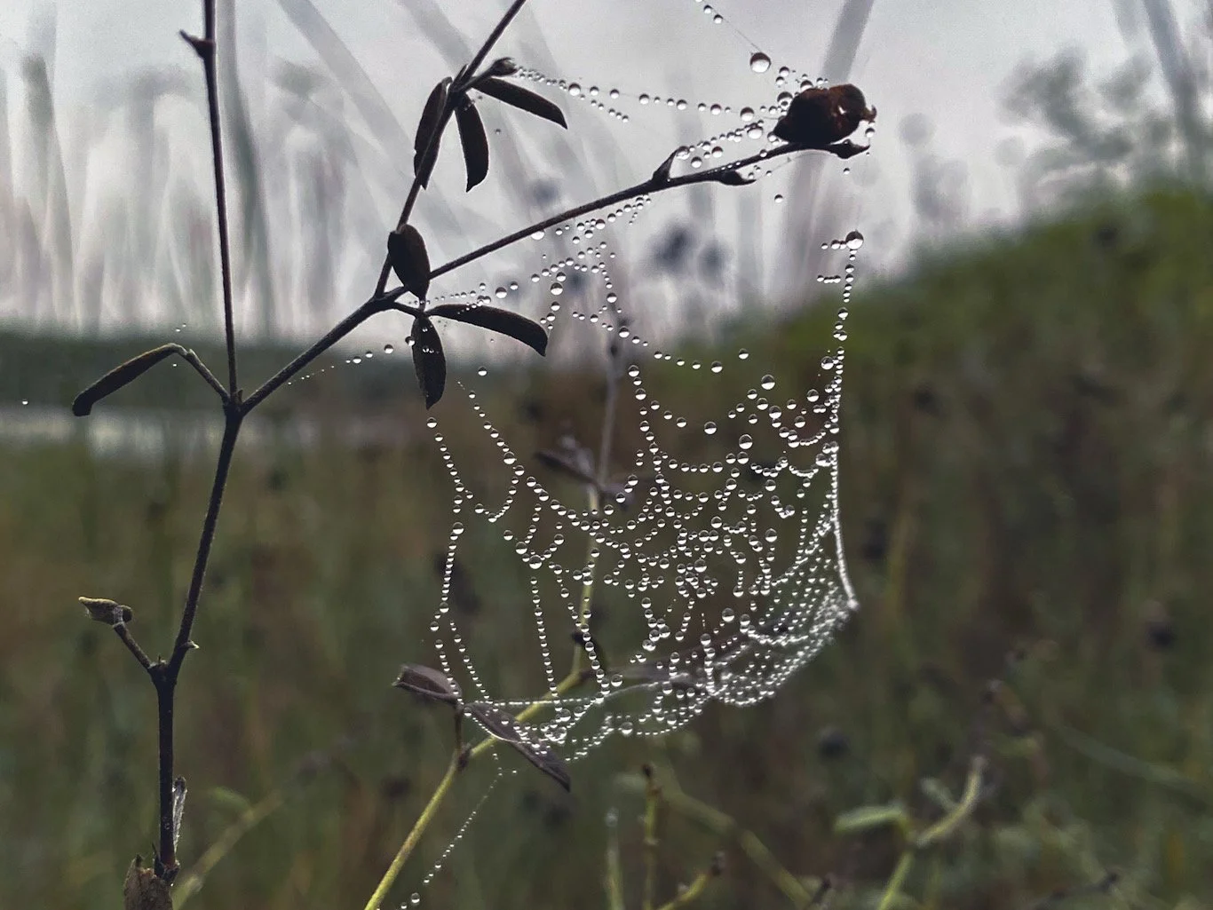 Ecological Literacy in an Age of Unraveling