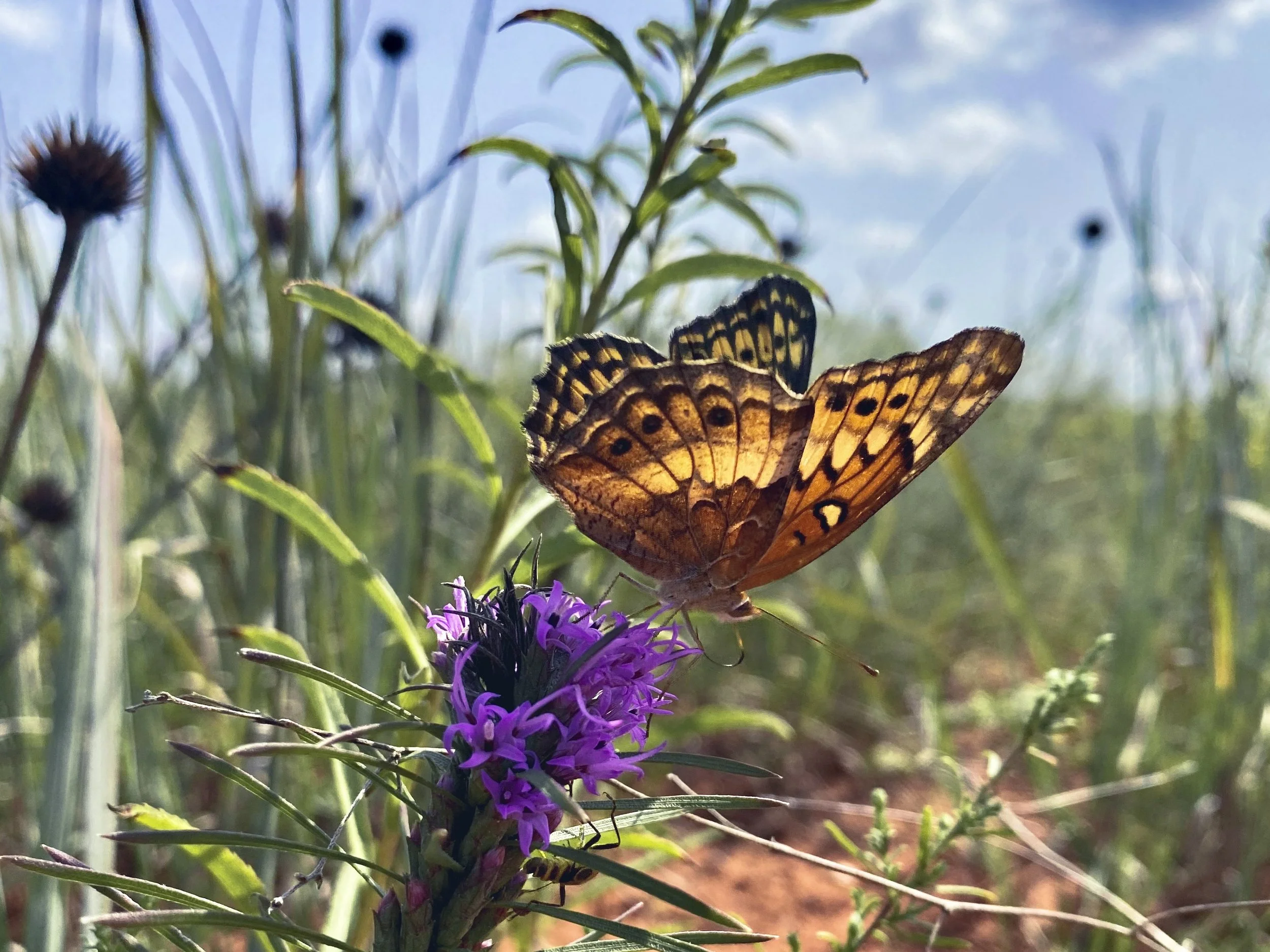 Native Plants that Feed Life Through the Hardest Heat