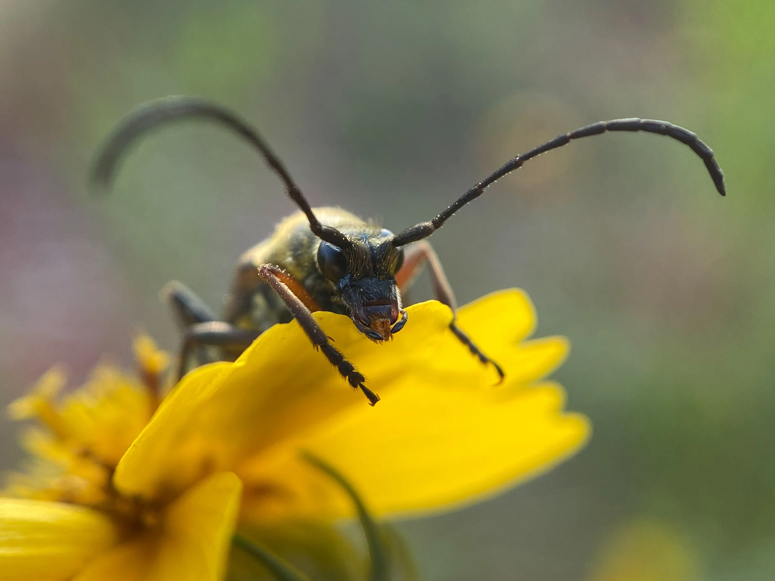 Flower Longhorn Beetles: Oklahoma’s Artists Beneath the Bark