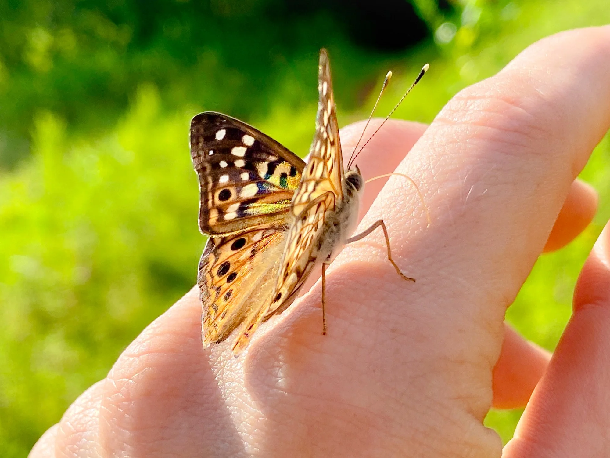 Kinship Meditation: Cultivating Compassion for the Living World