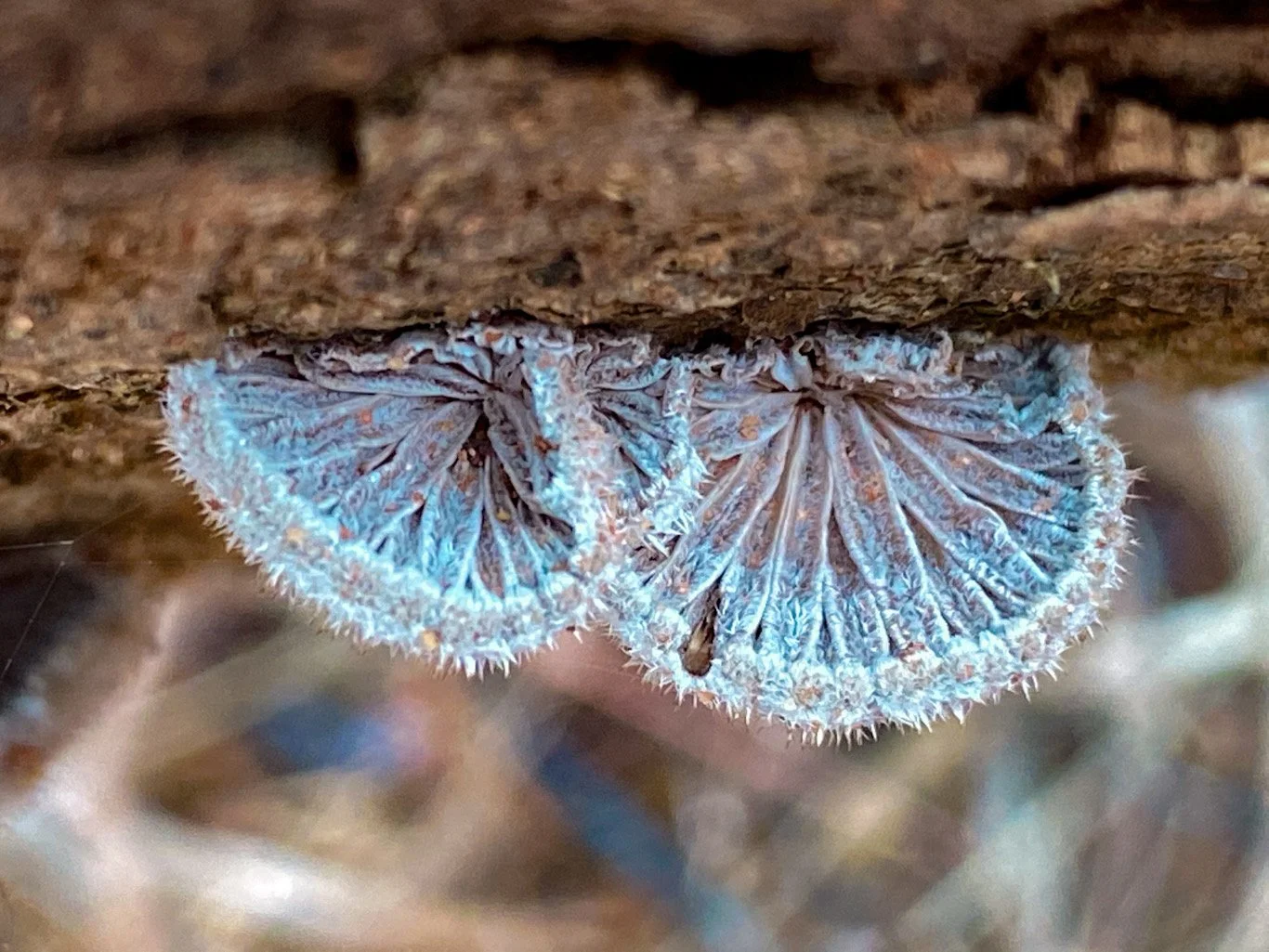 Close-up of two blue, spiny mushrooms growing under a piece of wood.