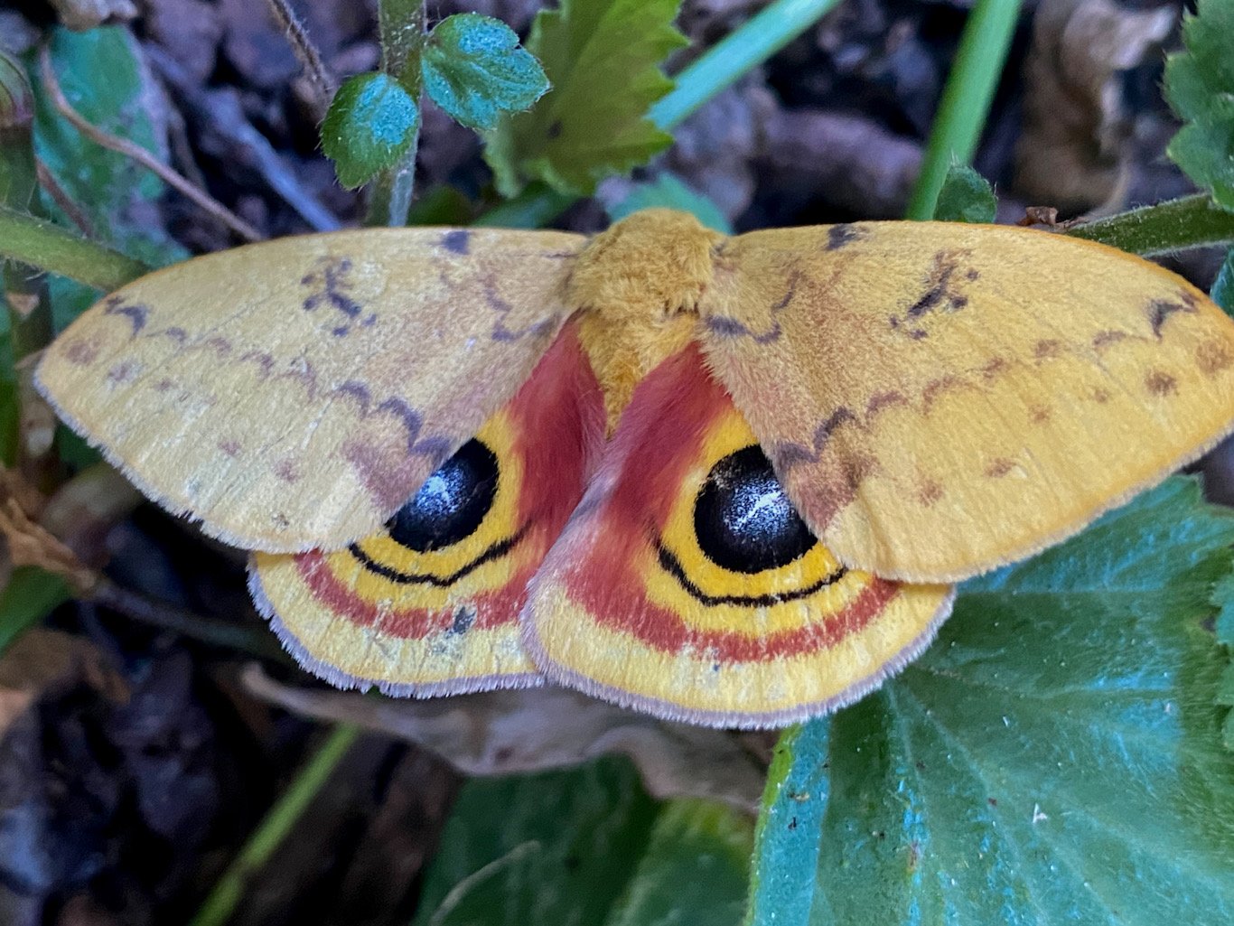 Io moth Oklahoma nature photography.