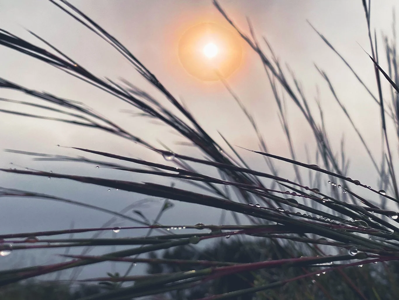 Close-up photograph of grass blades with water droplets, with the sun shining in the cloudy sky behind them.