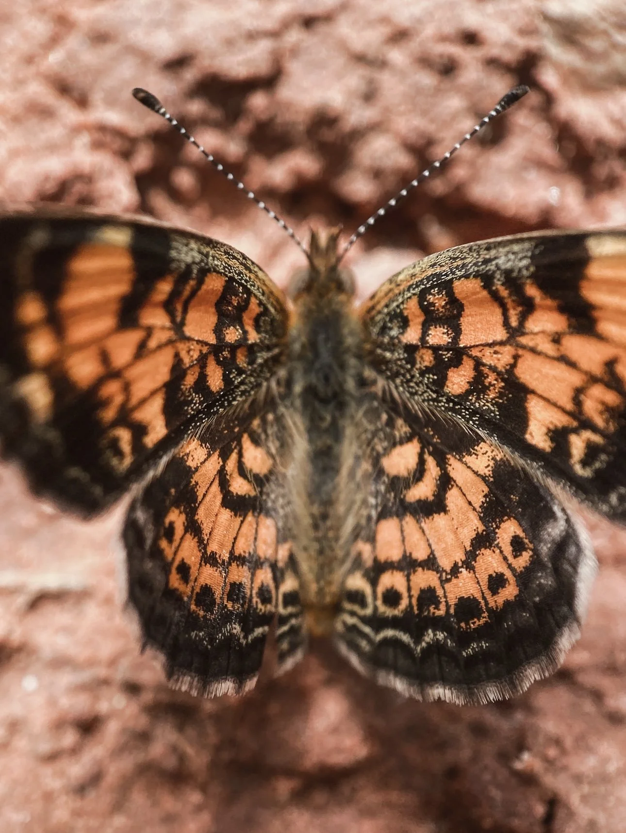 Close-up of a butterfly with orange and black patterned wings resting on a reddish-brown surface.
