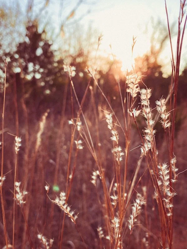 Close-up view of tall, dry grass with seed heads in a field during sunset.