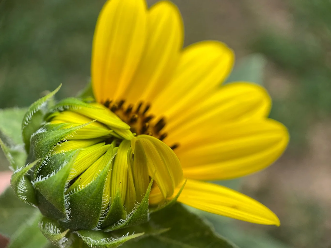 Close-up of a yellow flower with green leaves, partially opened, showing petals and a dark center.