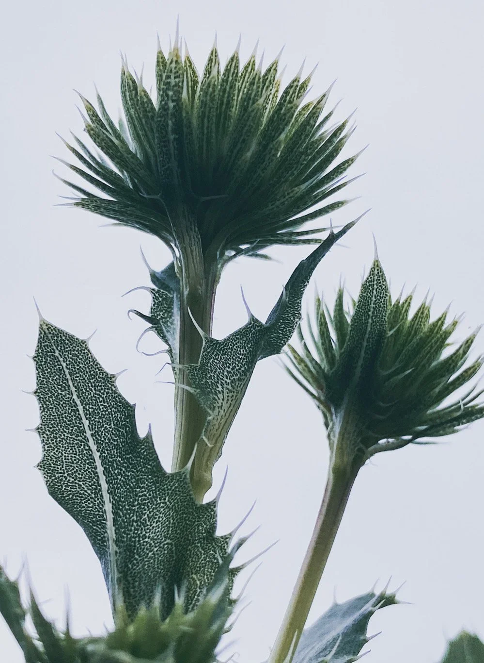 Close-up of a thistle plant with spiky green leaves and clusters of spiny flower heads against a pale background.