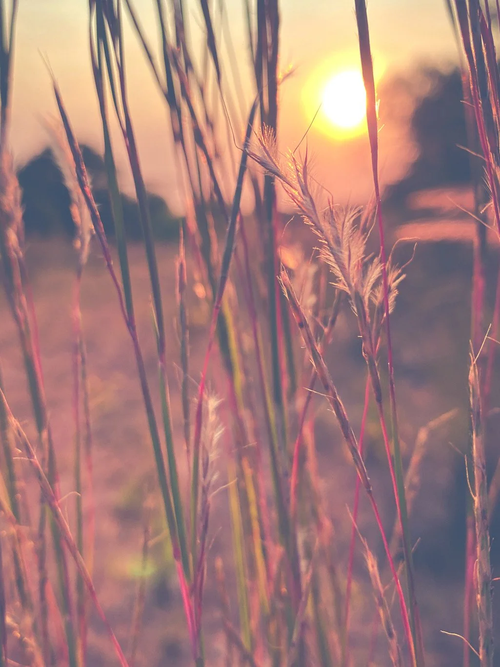 Close-up of tall grass stalks at sunset, with the sun low on the horizon and warm, pinkish hues in the sky.