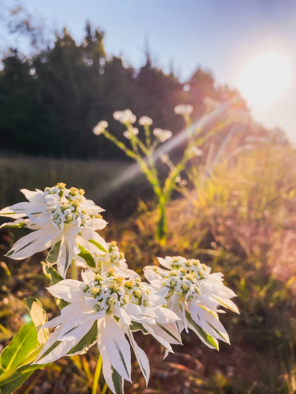 Close-up of white wildflowers in a field during sunset with a blurred background of trees and a bright sun.