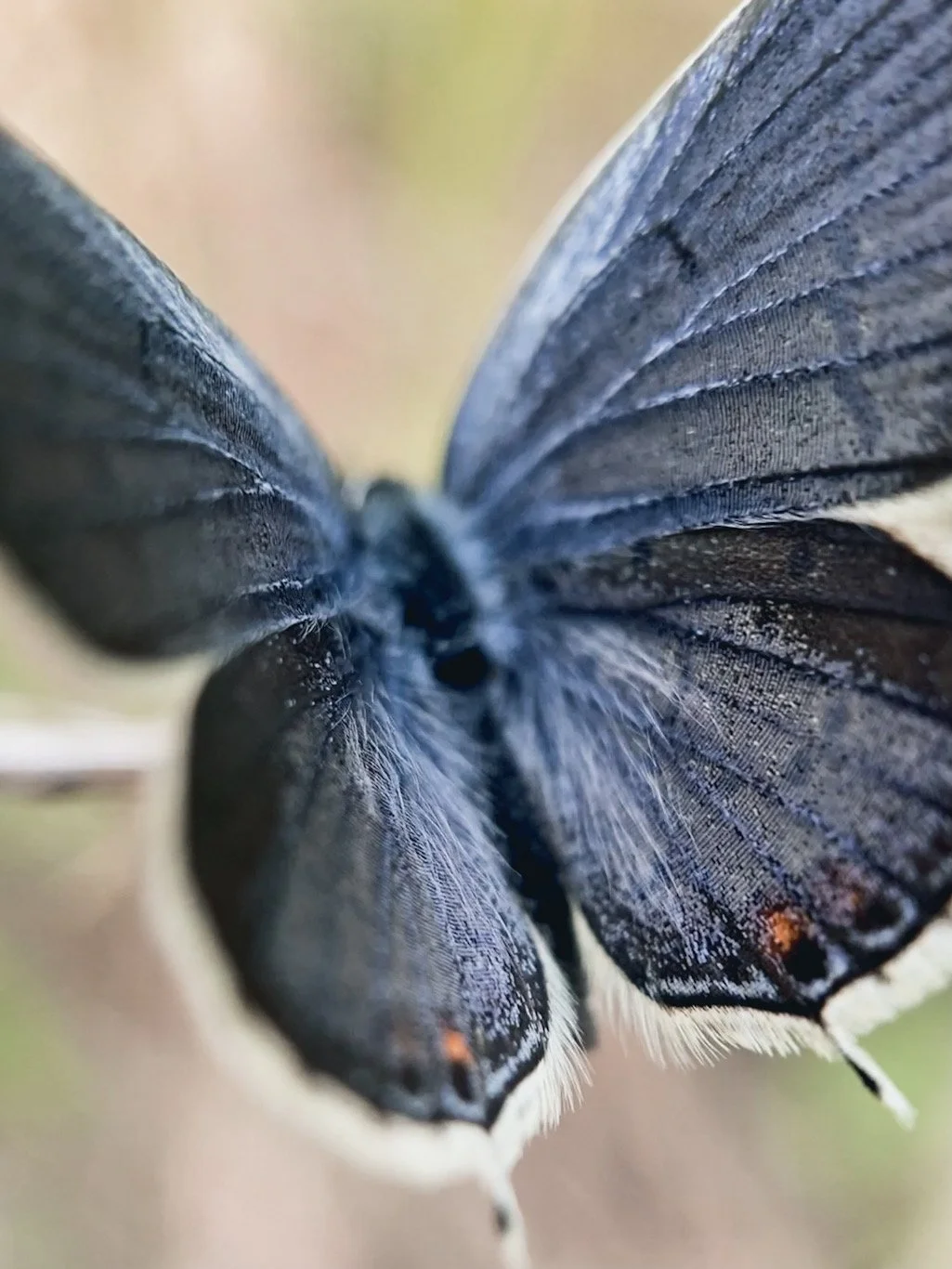 Close-up of a dark-colored butterfly's wings showing detailed texture and pattern.