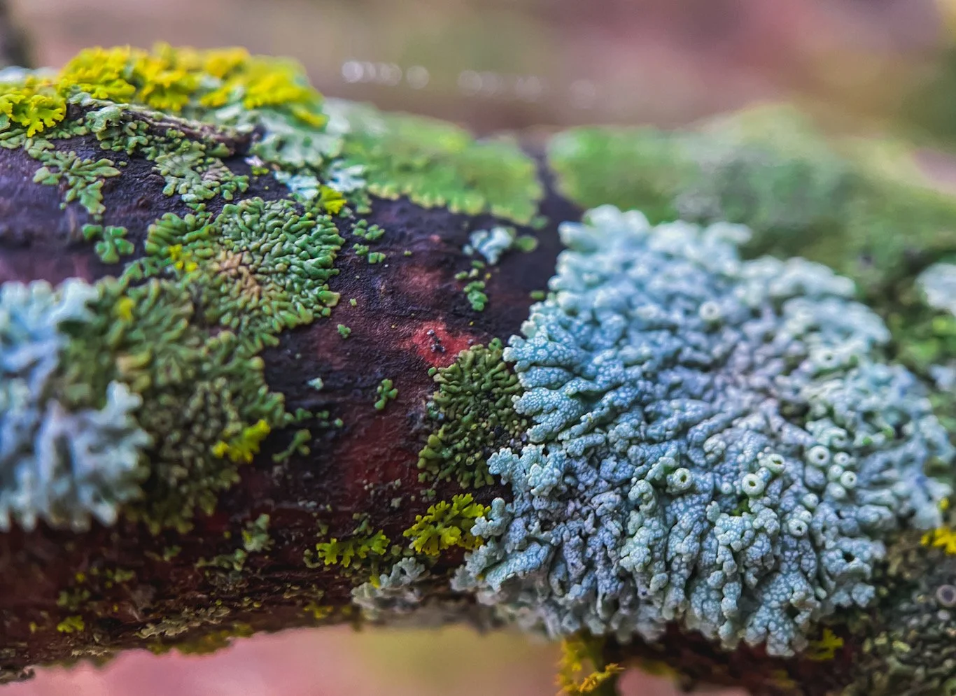 Close-up of lichen growing on a tree branch, with patches of green and bluish-gray lichen on dark bark.