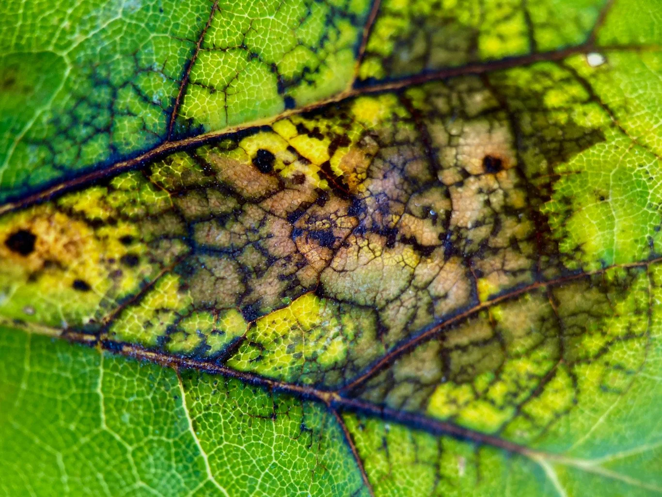 Close-up of a green leaf with a central vein, showing signs of decay with dark brown and yellow patches.