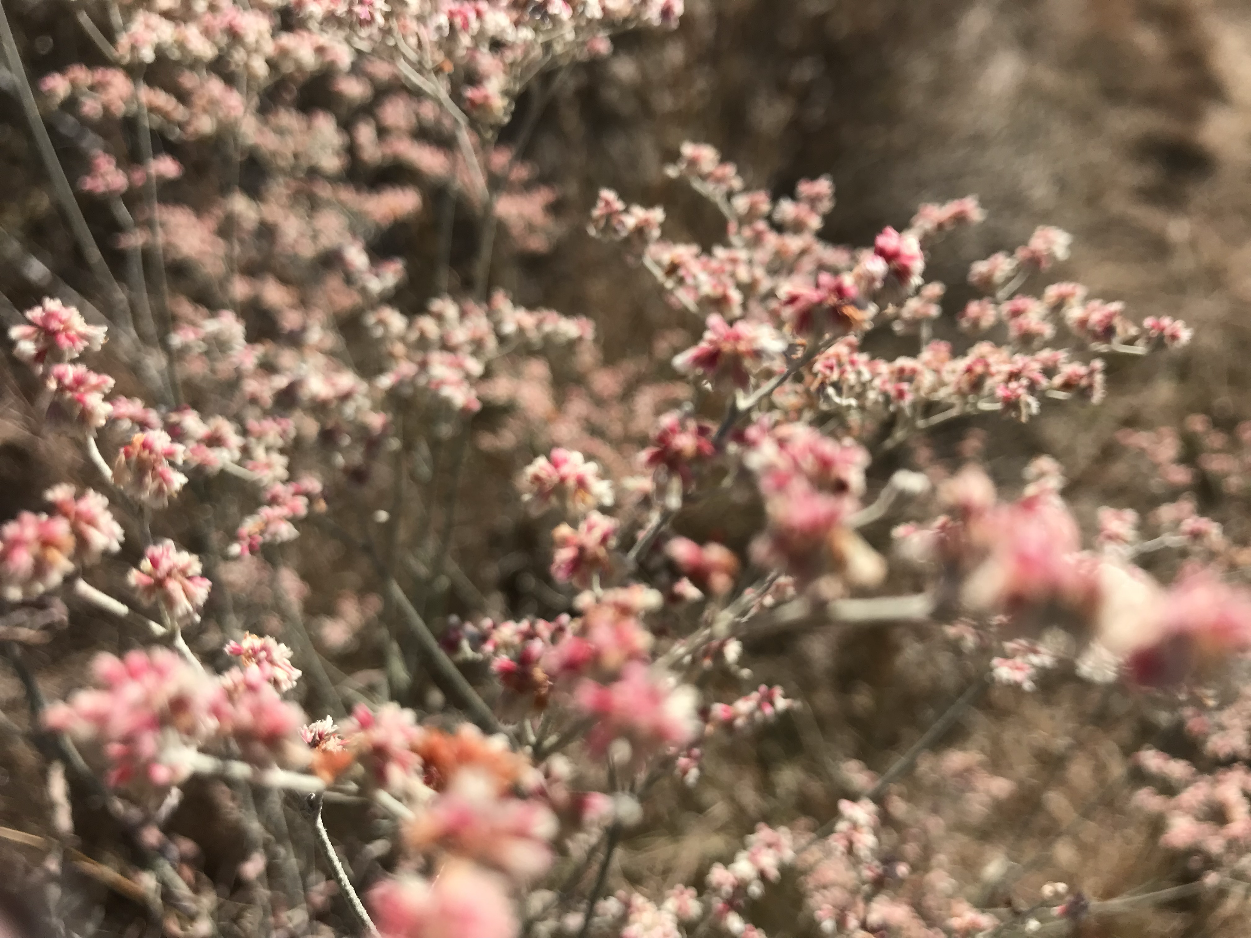 Close-up of small pink flowers on branches in a natural outdoor setting.