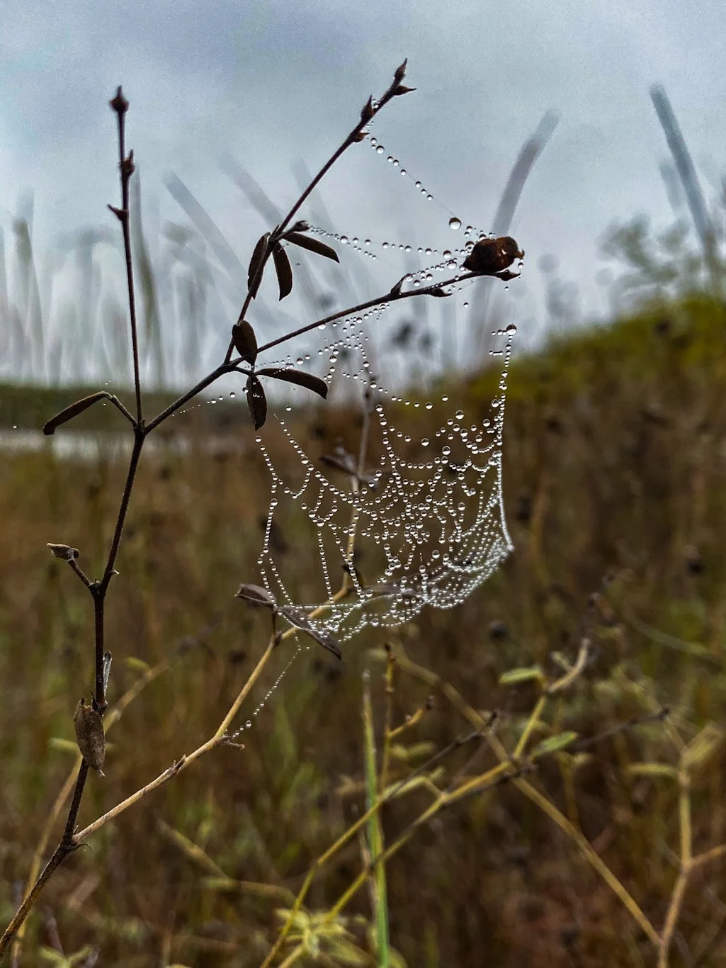 Close-up of a spider web with dew droplets on it, attached to dry grass and plant stems in a field during overcast weather.