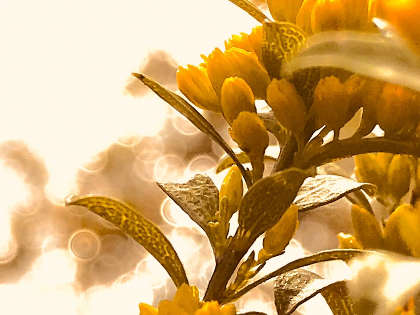 A close-up of yellow flowers and green leaves with a soft bokeh background.