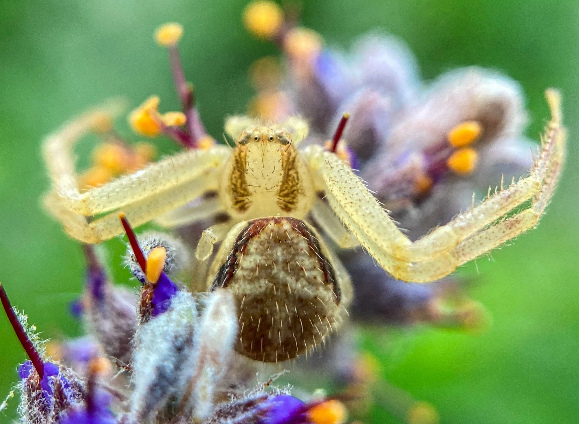 close up photo of flower crab spider on purple flower