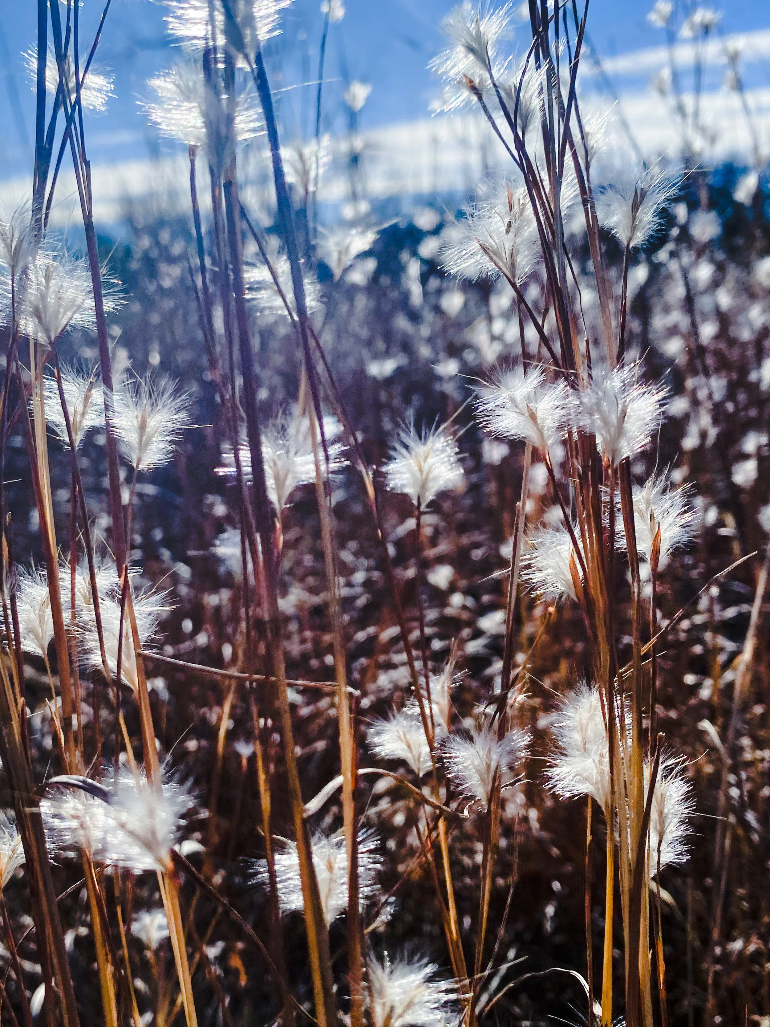Close-up of dry grass and fluffy seed heads in a field under blue sky with clouds.