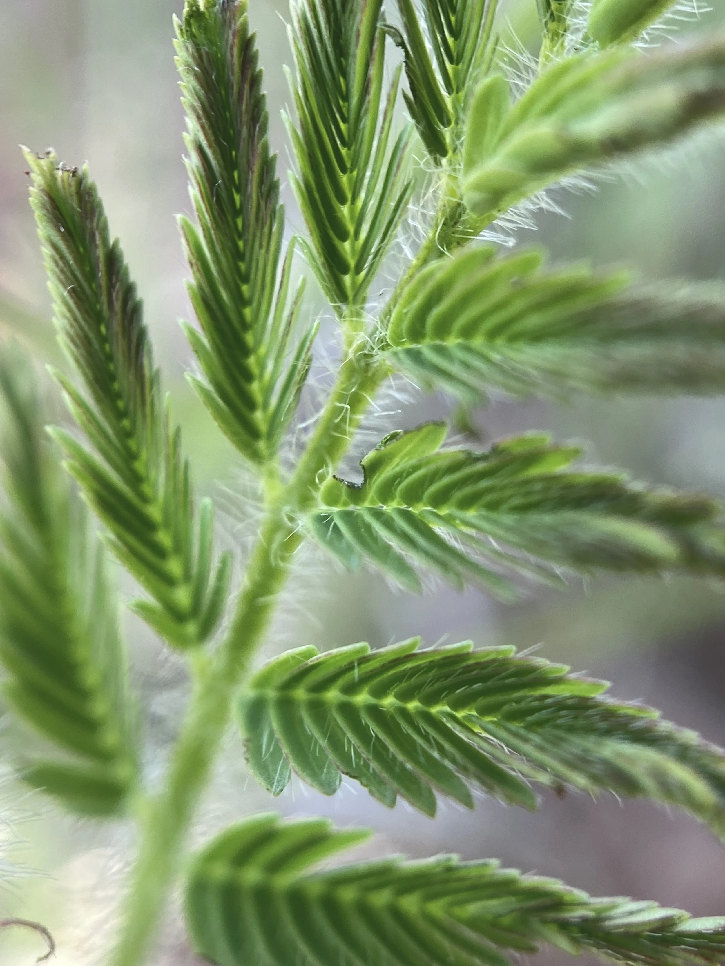 Close-up of green fern leaves with a tiny caterpillar on the stem.